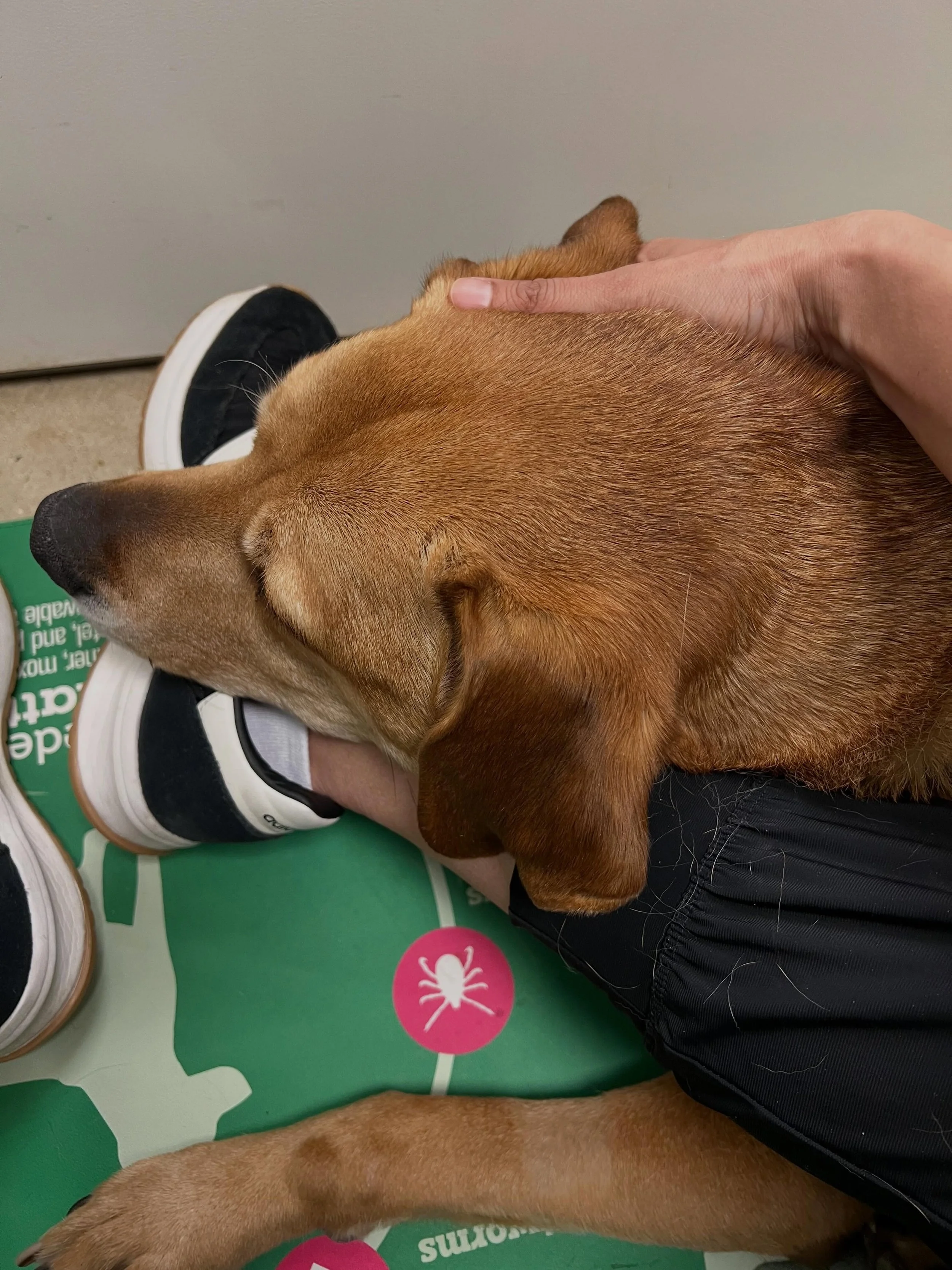 When you&rsquo;re done with the pre-op lymphatic drainage but your patient doesn&rsquo;t want you to leave, he makes sure you stay by placing his head on your feet&rsquo;s. 🥹🥹❤️❤️#adorable #lovemyjob #bodywork #dogsofinsta