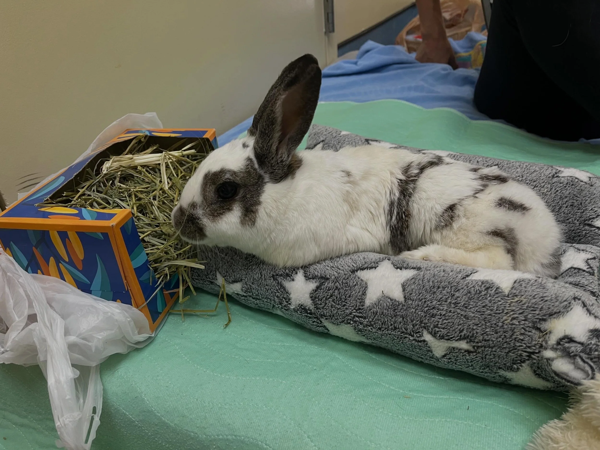Meet Artie 🐇 &mdash; a tripod bun with the biggest heart and the softest trust.

When you&rsquo;re missing a limb, the rest of your body quietly compensates. For Artie, that means his front limbs carry extra load, and over time, his scapula and neck