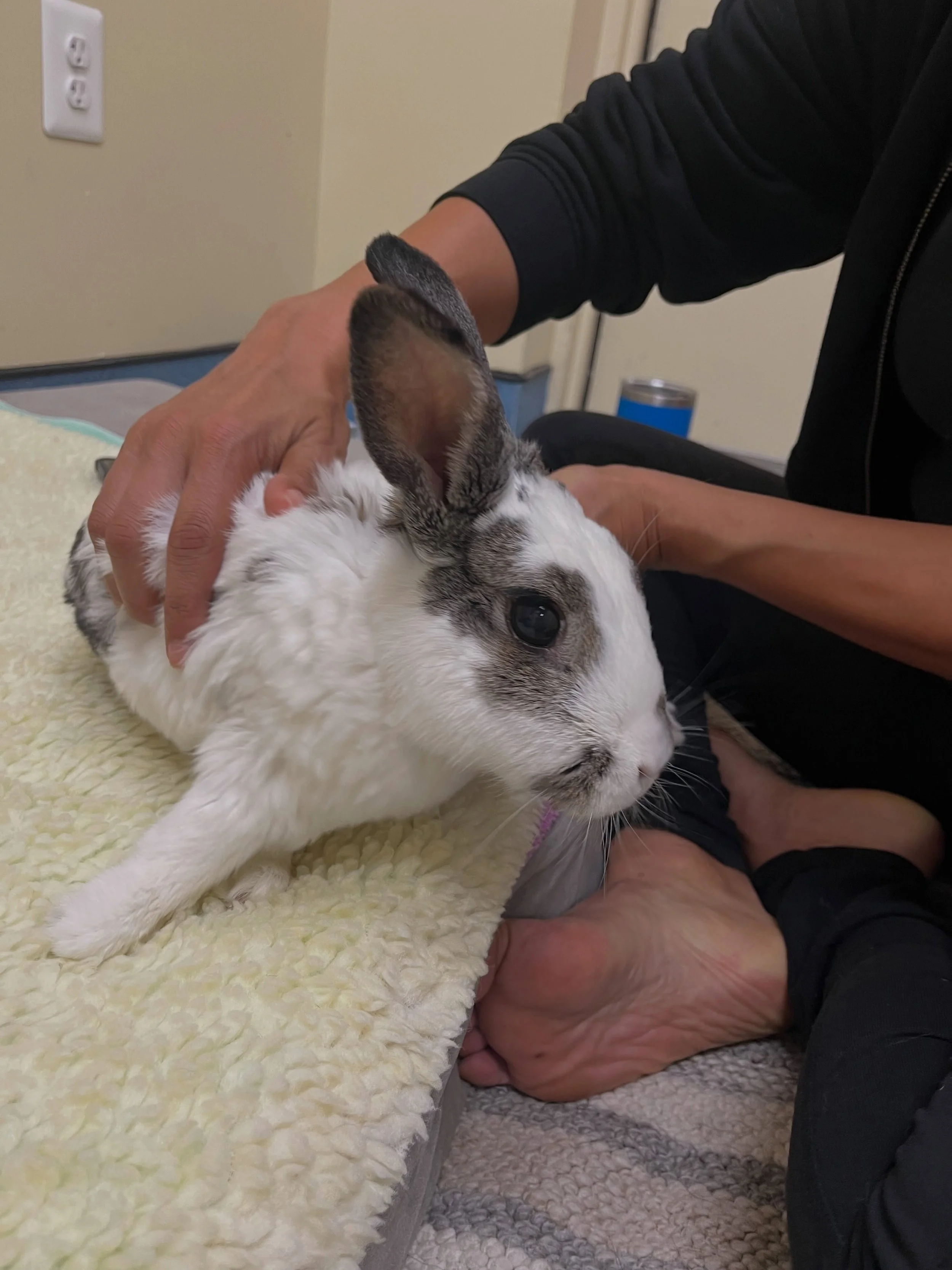 Big day for Artie the tripod. ❤️❤️🐇🐰

He arrived lethargic, with a tight neck and very limited range of motion through the neck and shoulder muscles that carry so much of his load. Tripods work hard, so we focused on getting spinal fluid moving and