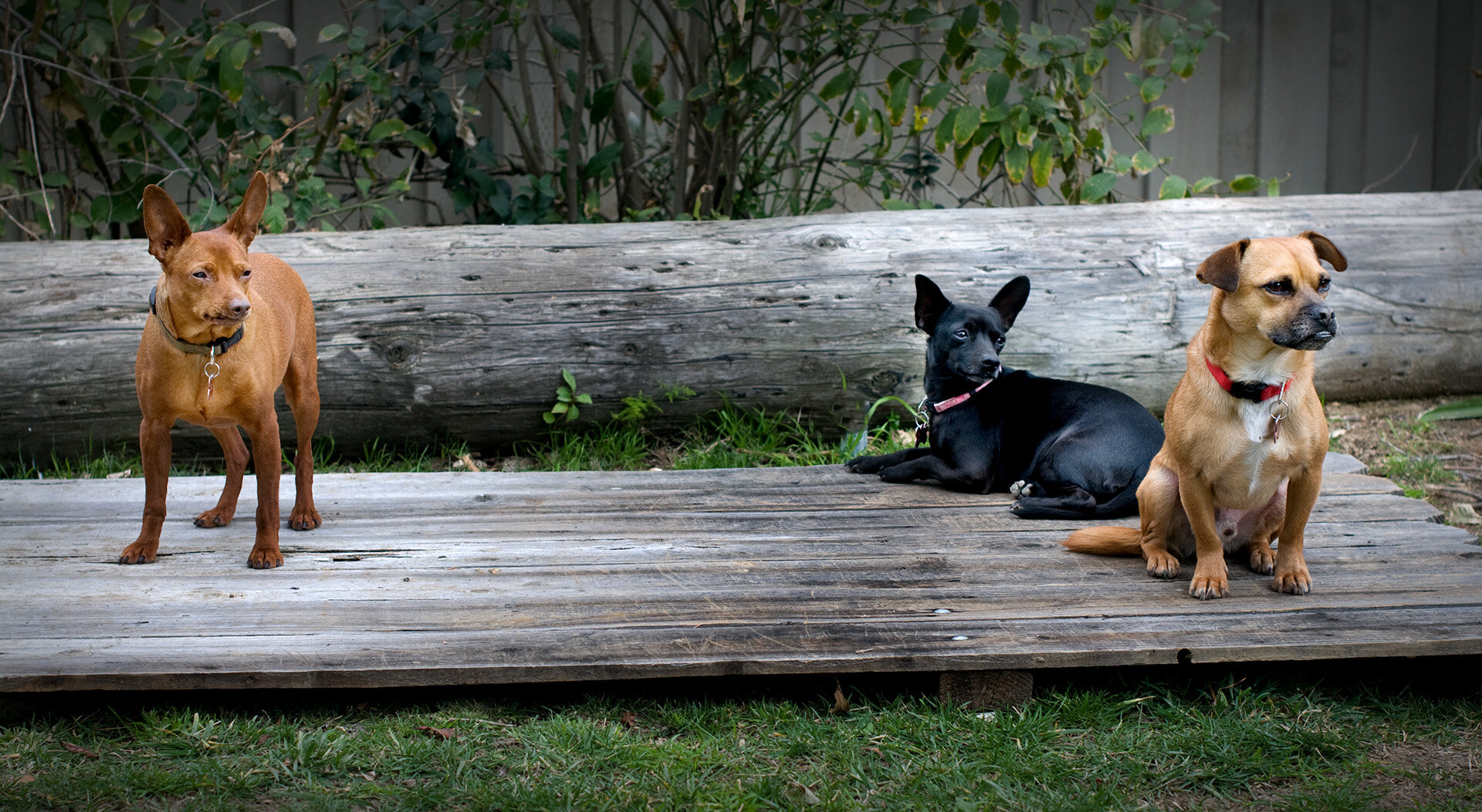 REPO, Princess, Spencer Ricardo