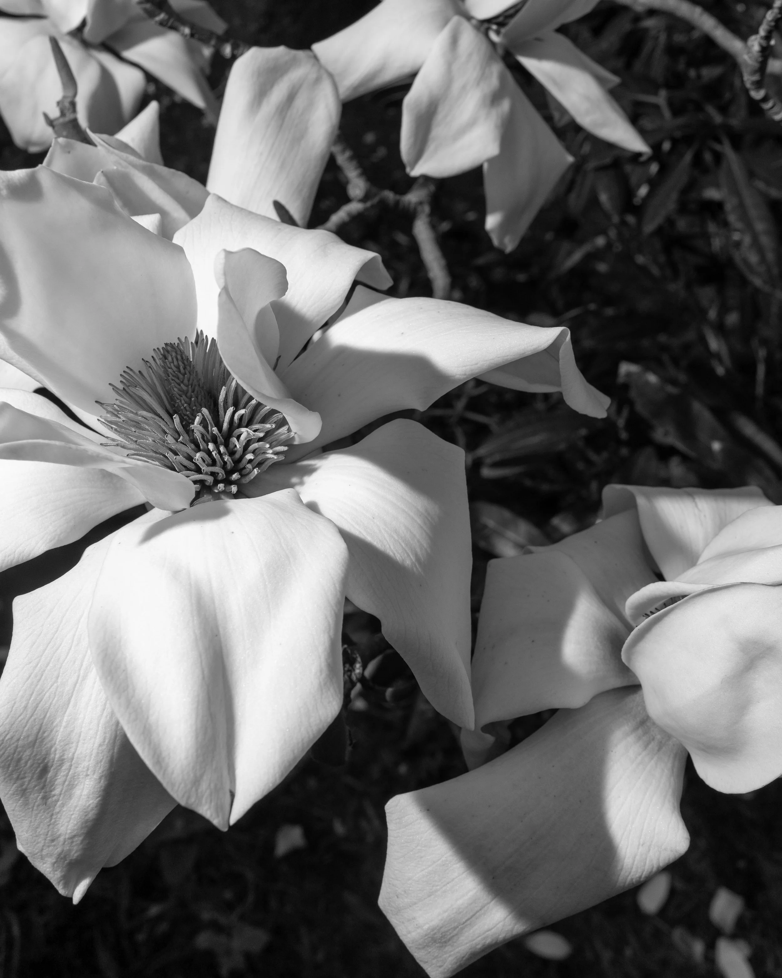 magnolia-royal-botanic-garden-edinburgh.jpg