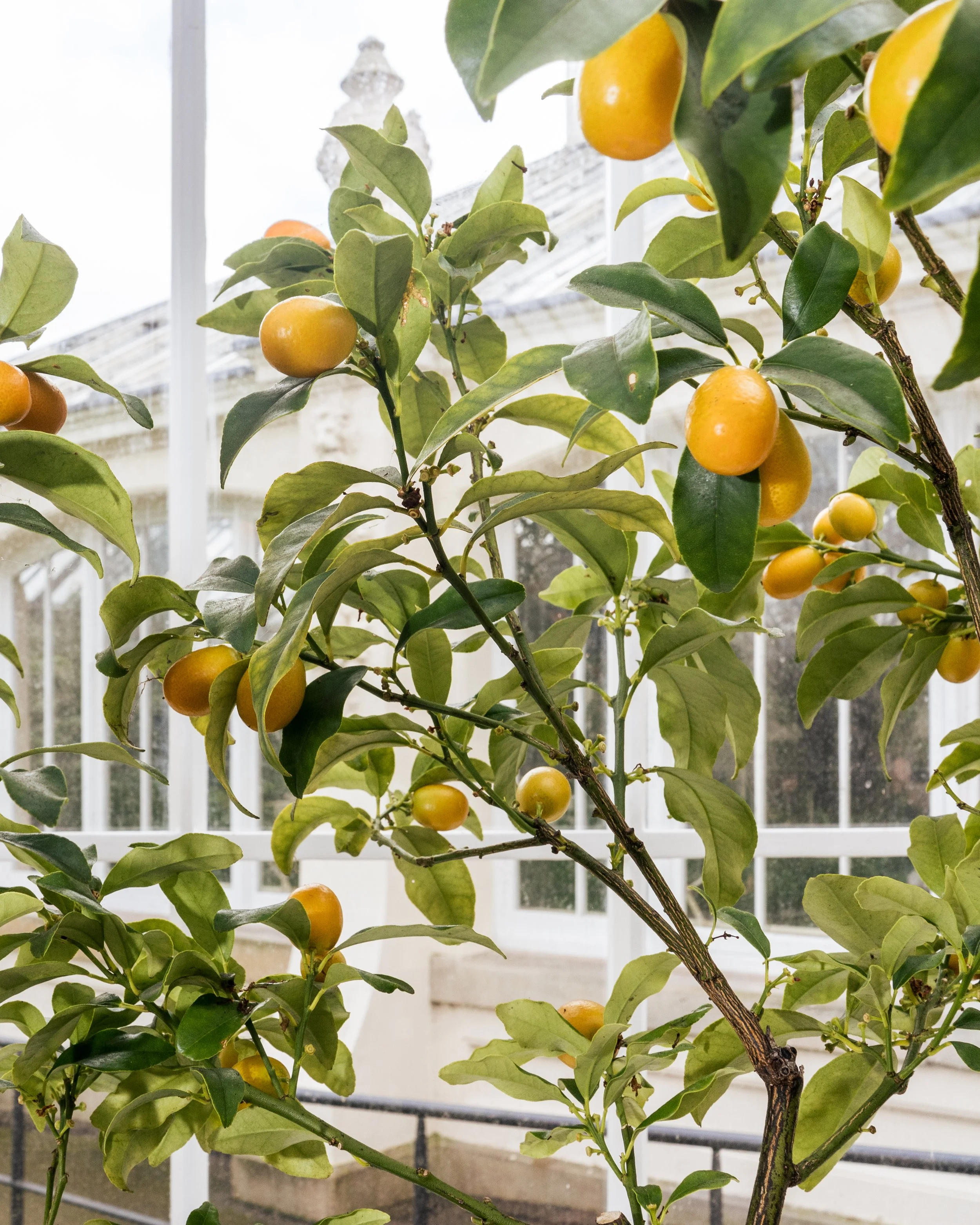 kew-gardens-london-lemon-tree.jpg