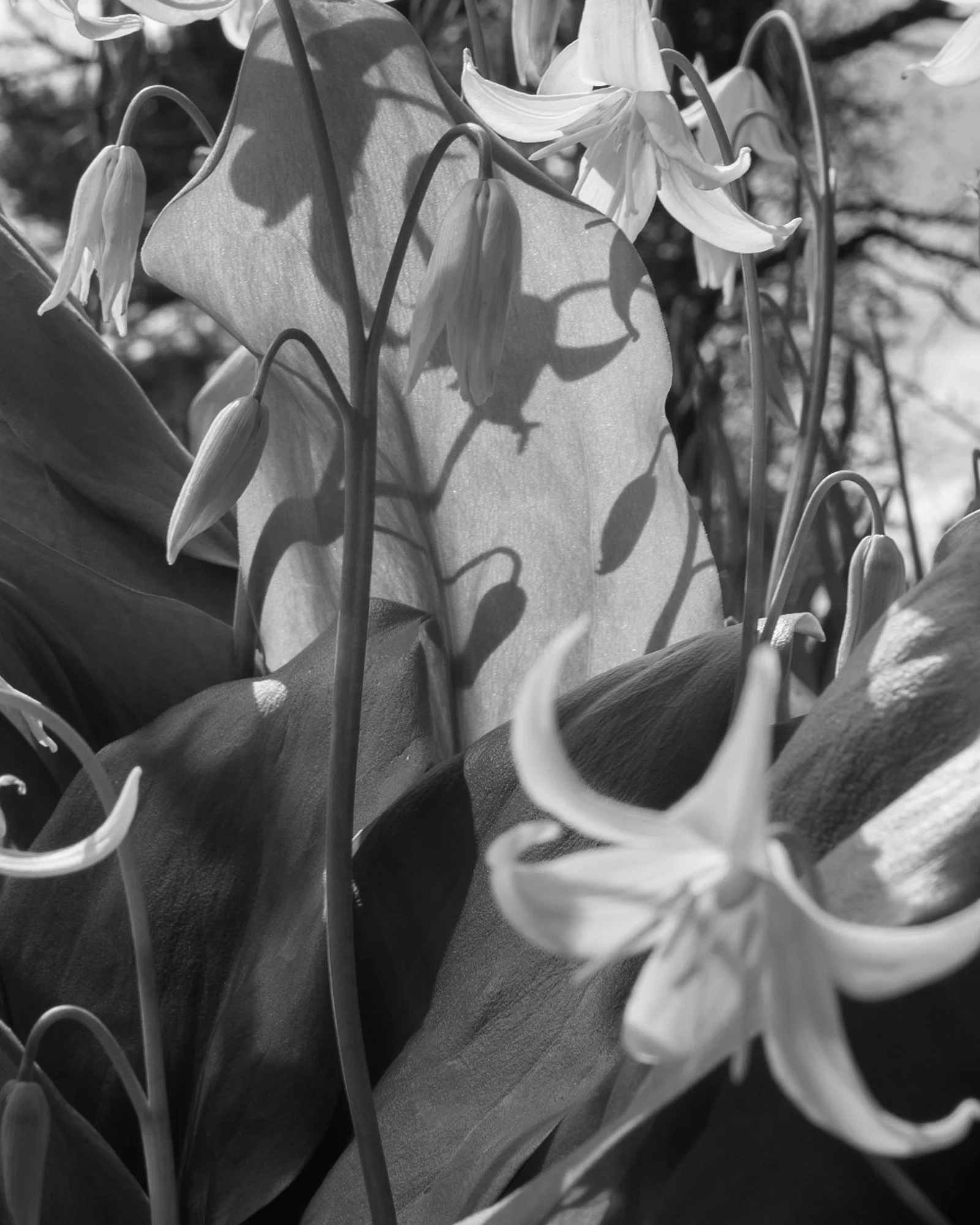 erythronium-pagoda-royal-botanic-garden-edinburgh-web.jpg