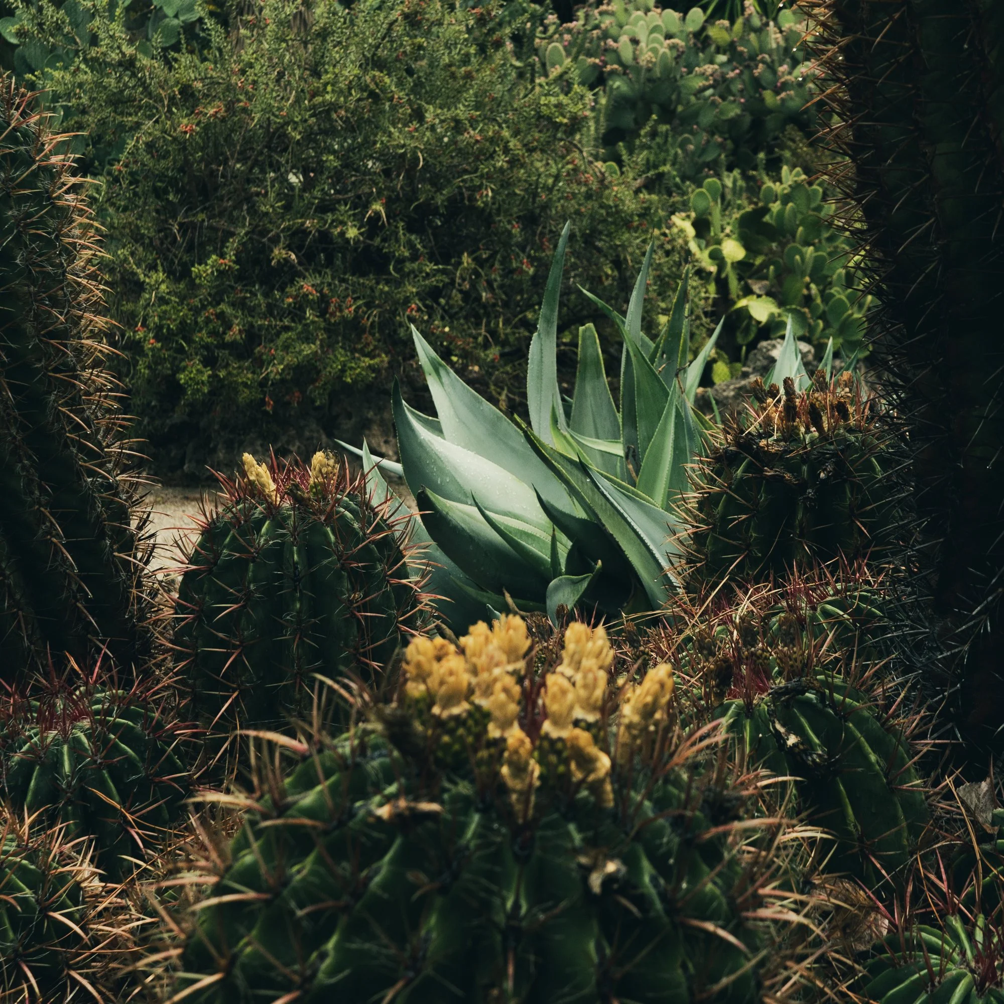 Jardí Botànic Valencia-3.jpg