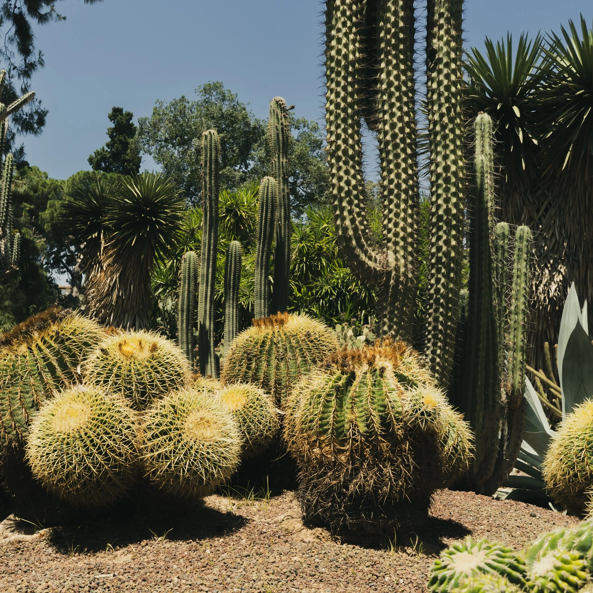 Jardí Botànic Valencia-Cactuses.jpg