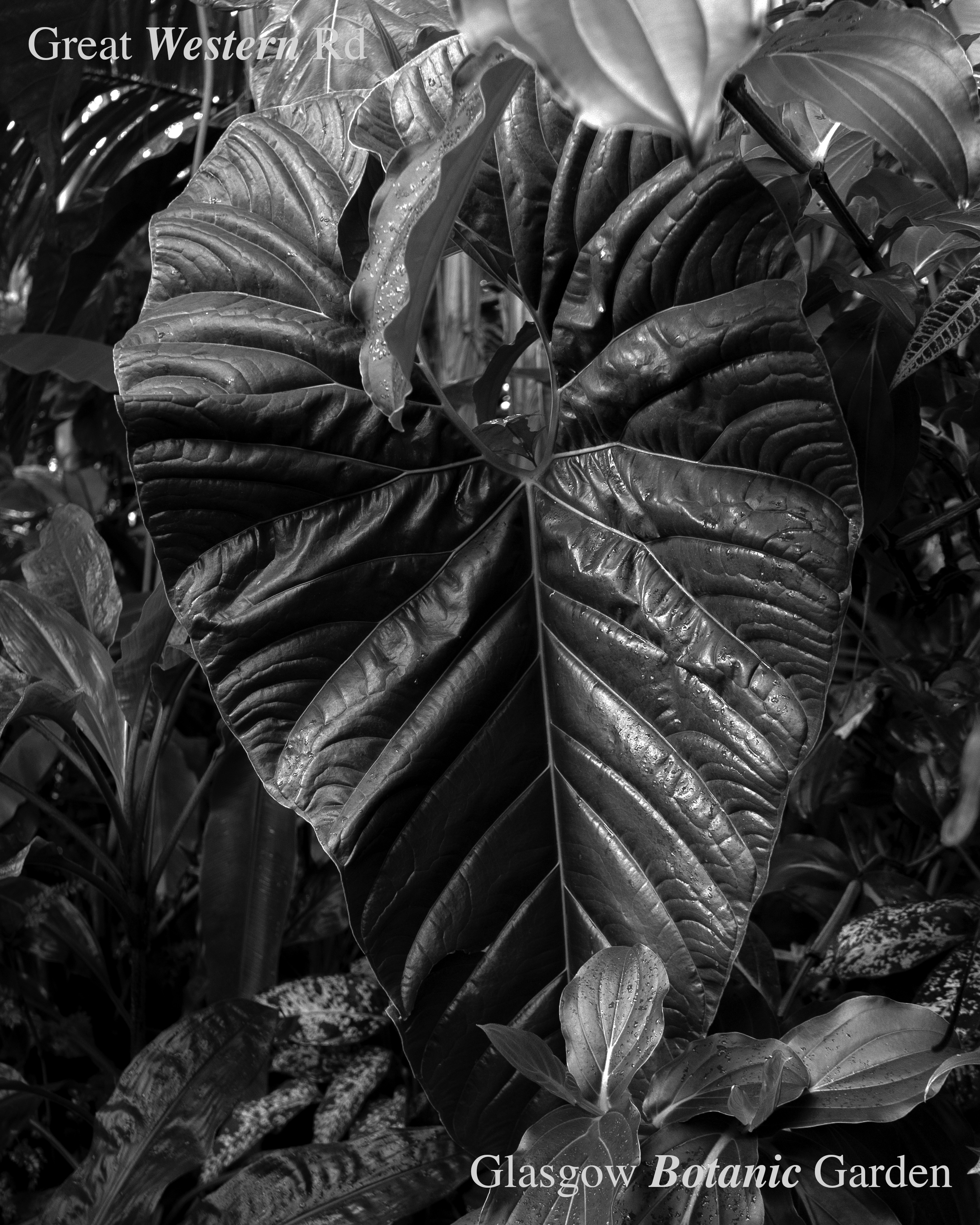 Garden Botanic Gardens-1-Recovered.png