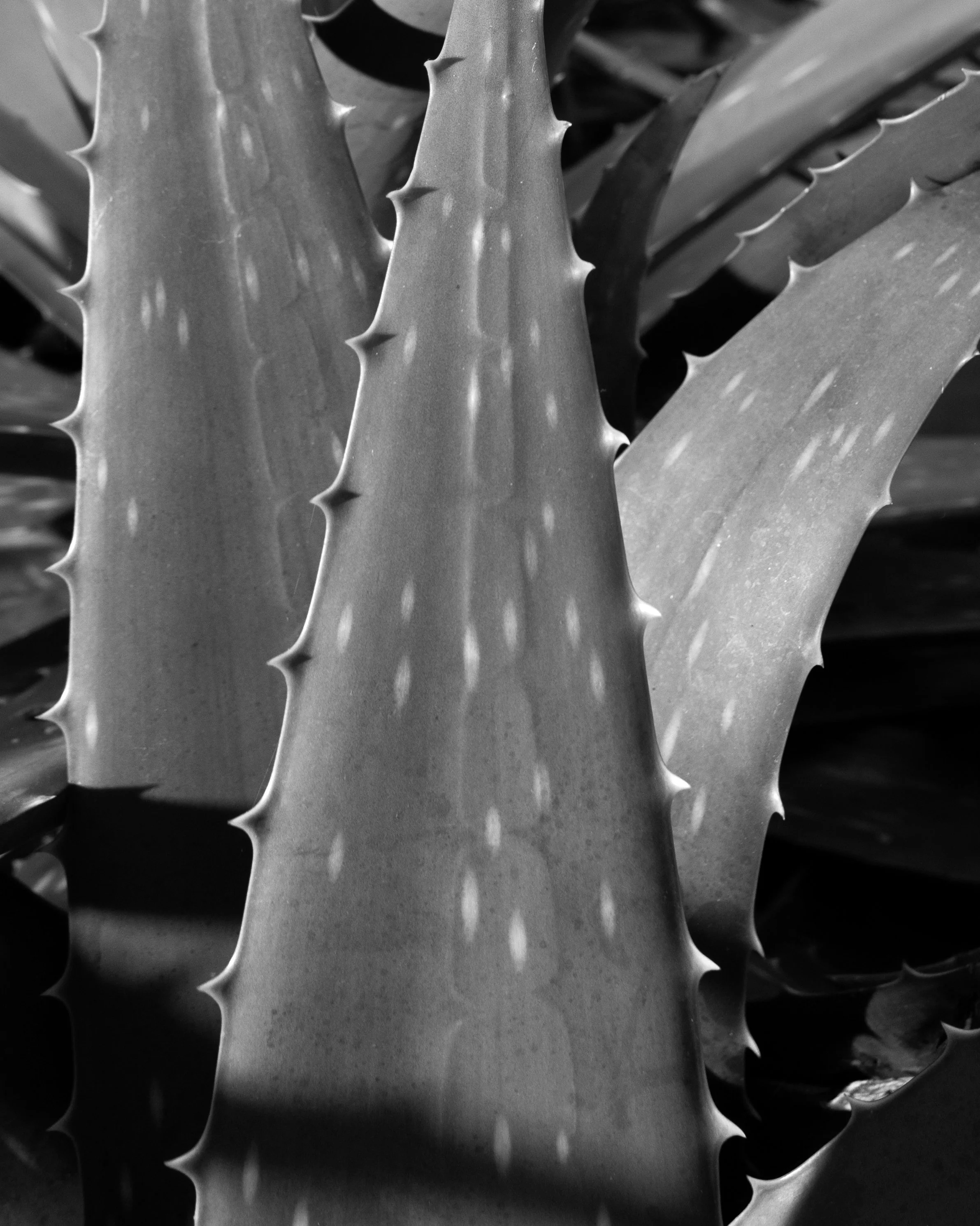 agave-saughton-park 2.jpg