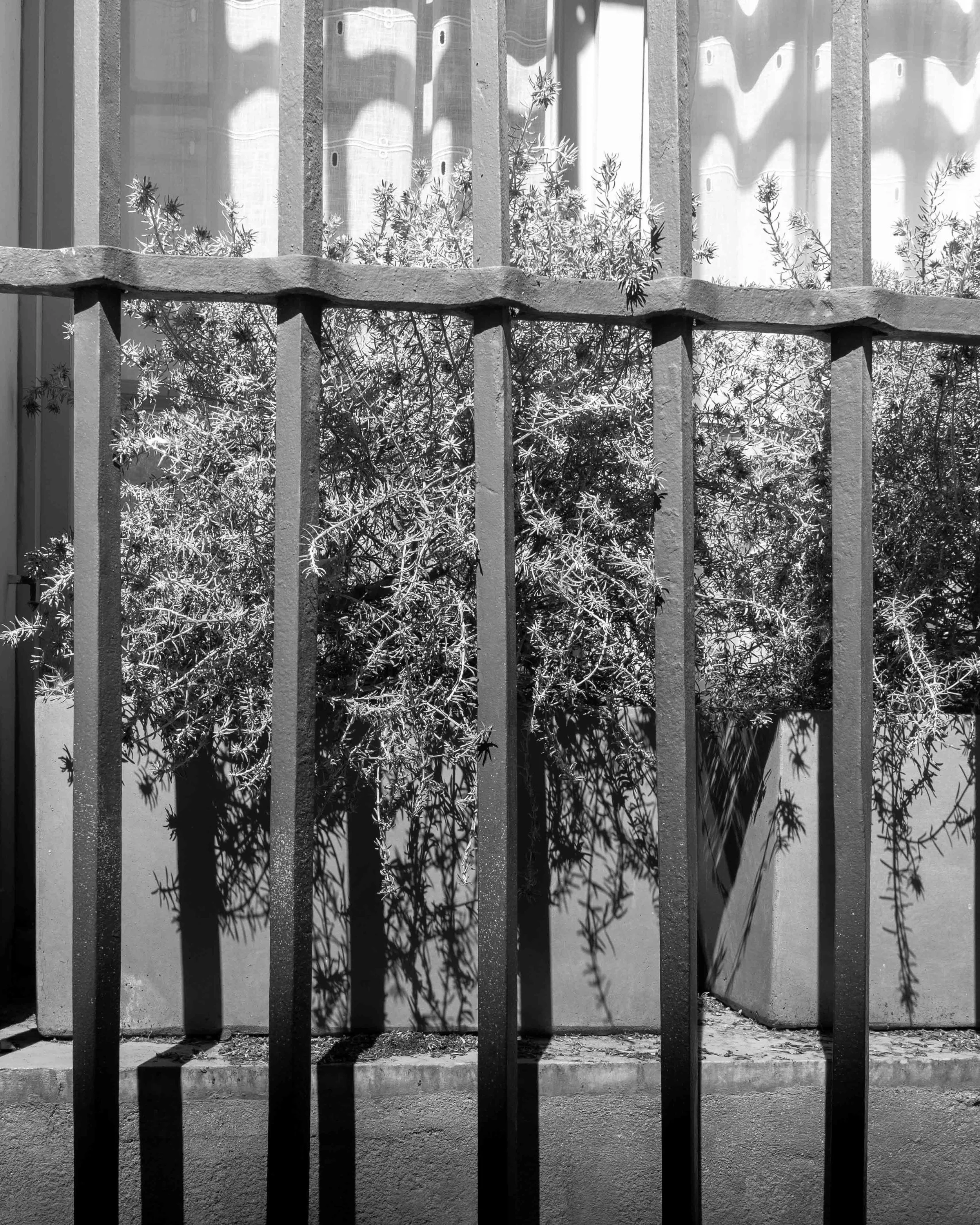 flower behind railing.jpg