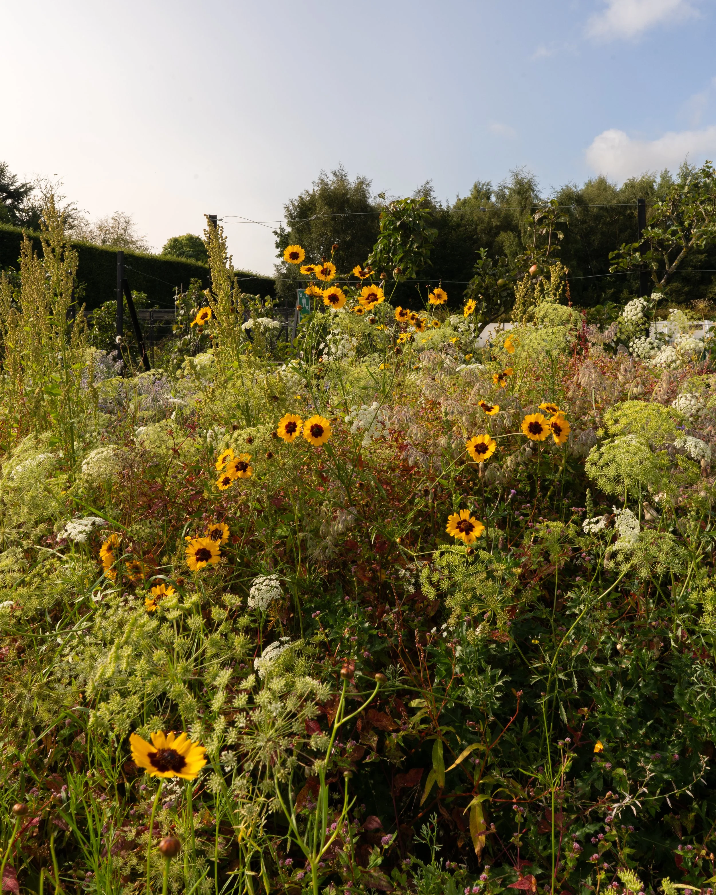Royal Botanic Garden Edinburgh-3.jpg