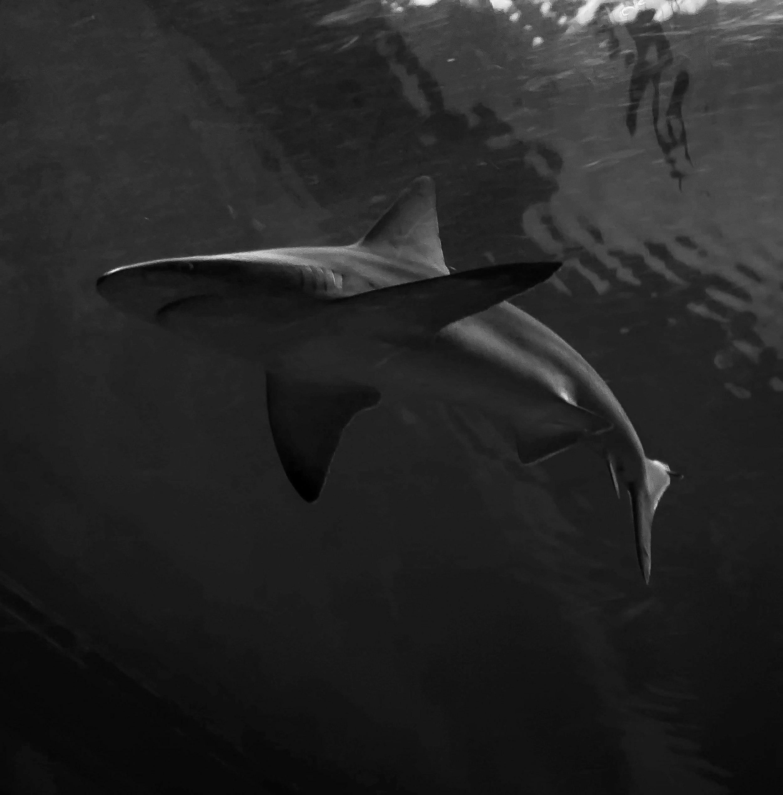 Sharks in the Water