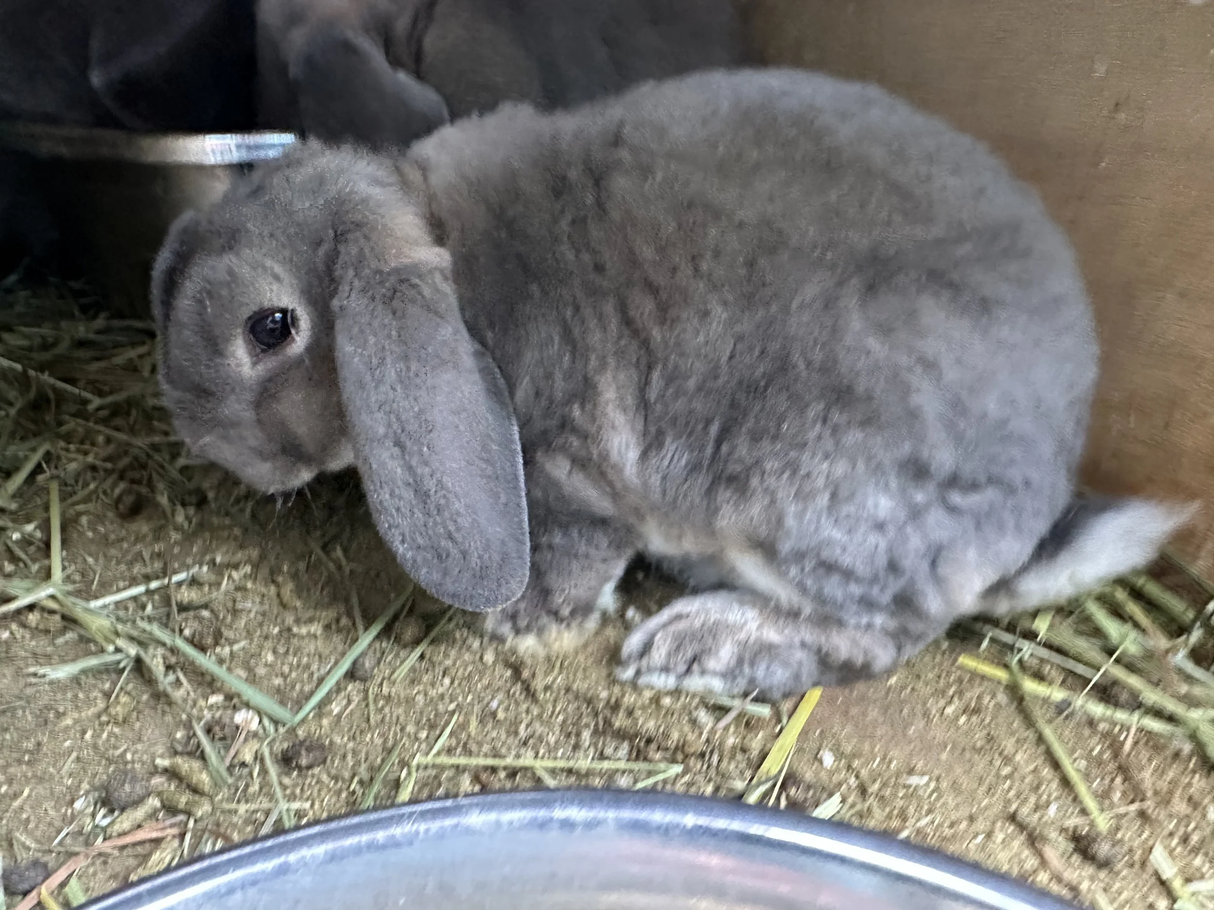 Rabbits for sale — Sweet Huckleberry Farm