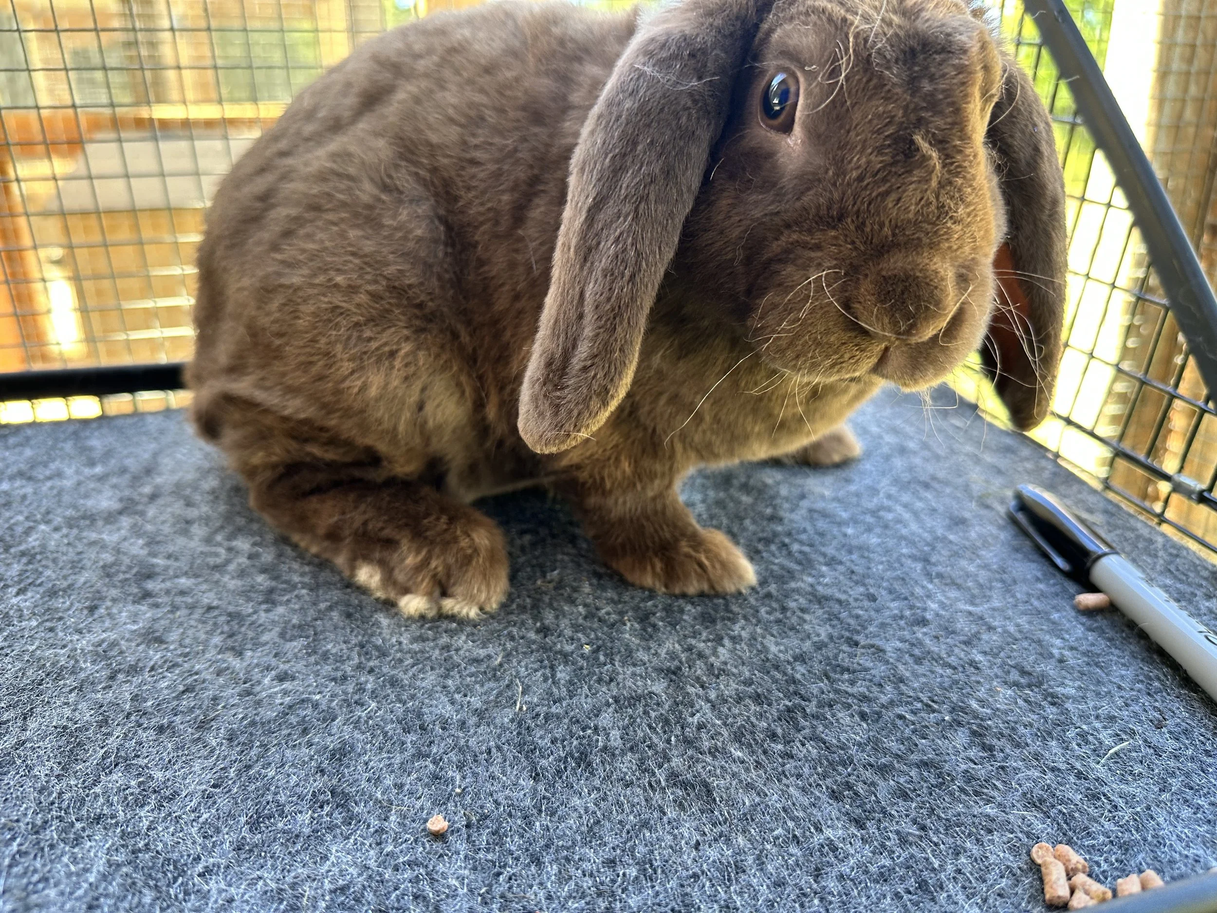 Rabbits for sale — Sweet Huckleberry Farm