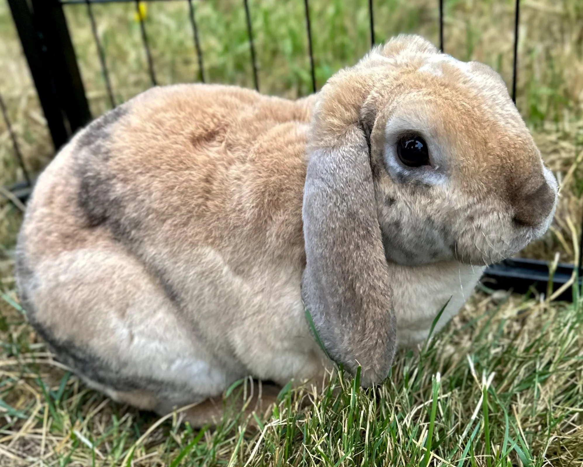 Rabbits for sale — Sweet Huckleberry Farm