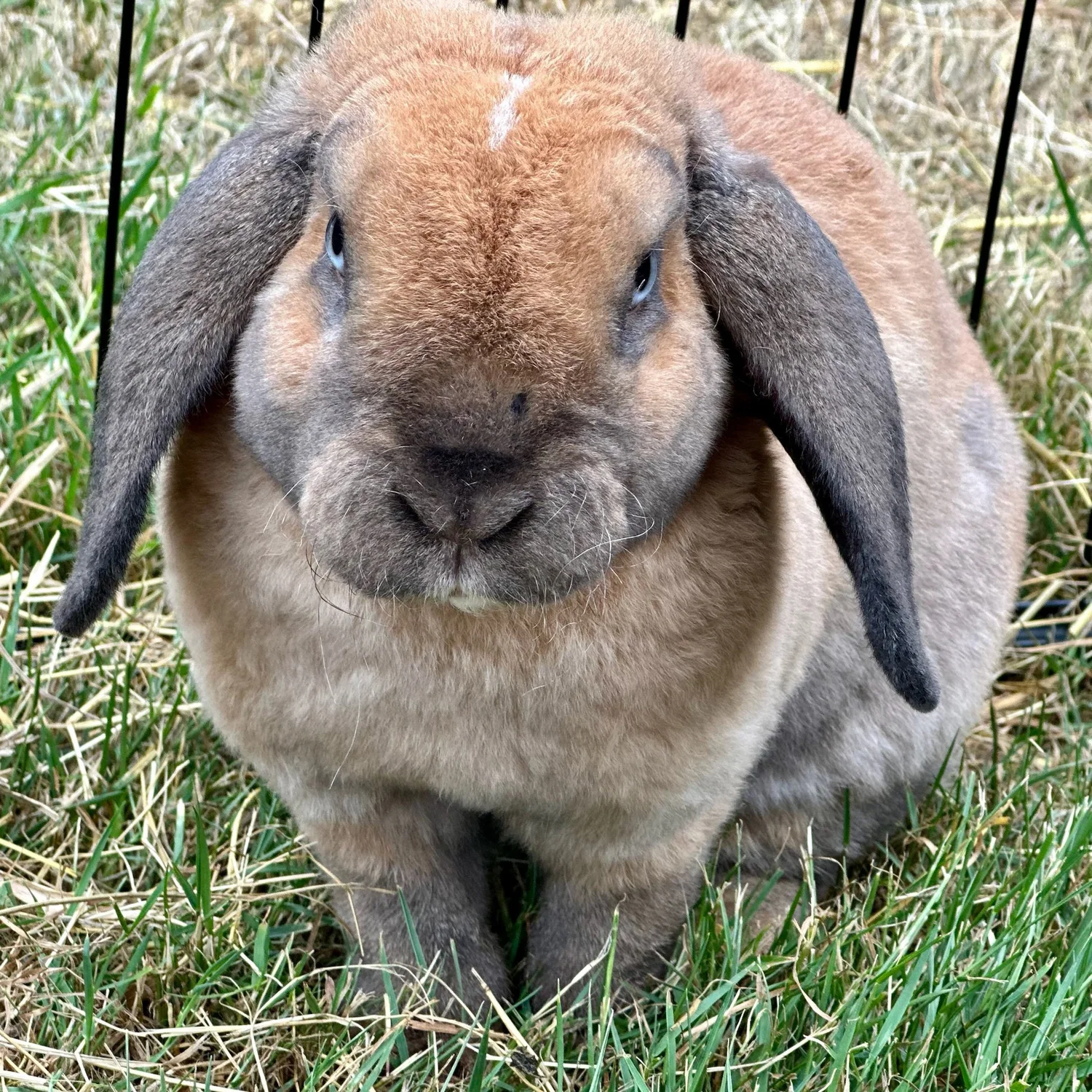 Rabbits for sale — Sweet Huckleberry Farm
