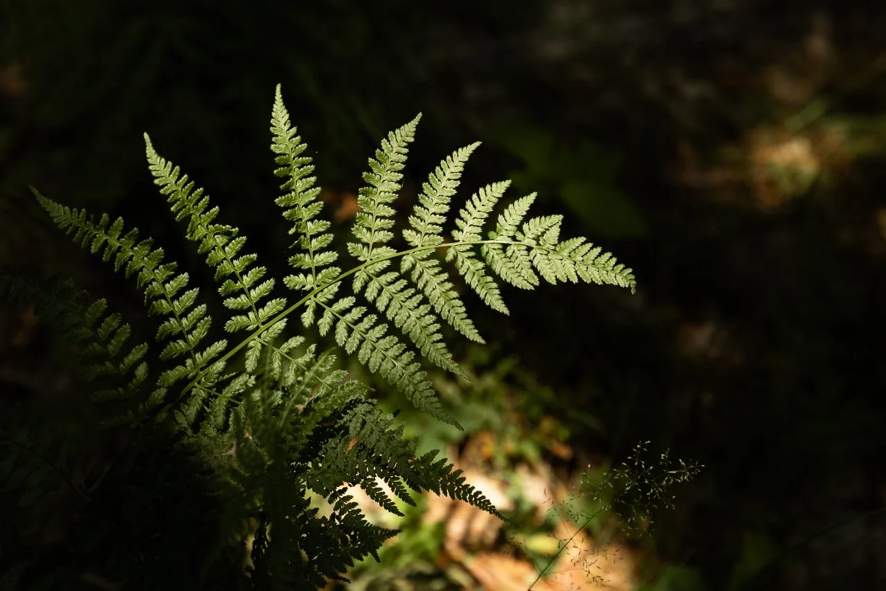 Zoe en Willem websiteopties-19.jpg