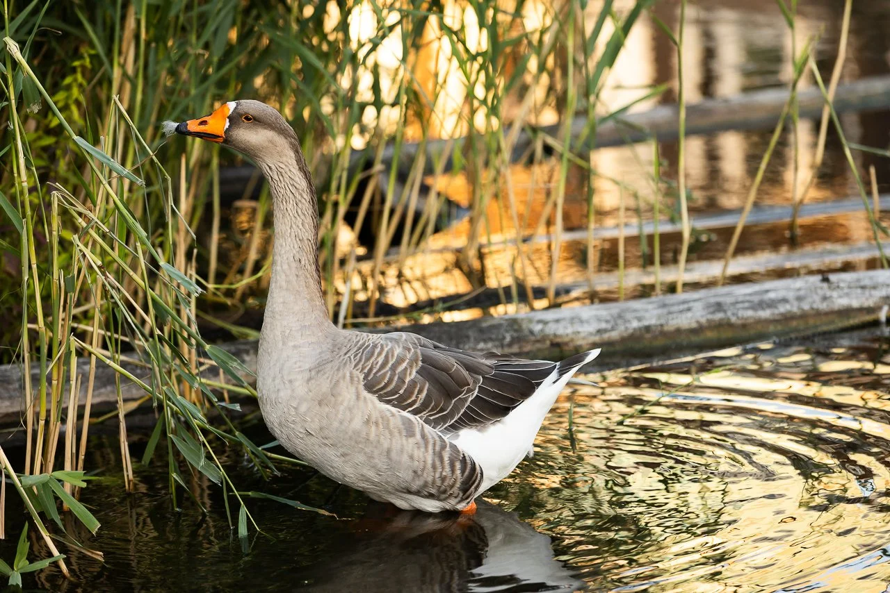 trouwen-Utrecht-molen- De Ster-gay-wedding-voorbeeld-fotografie-40.jpg