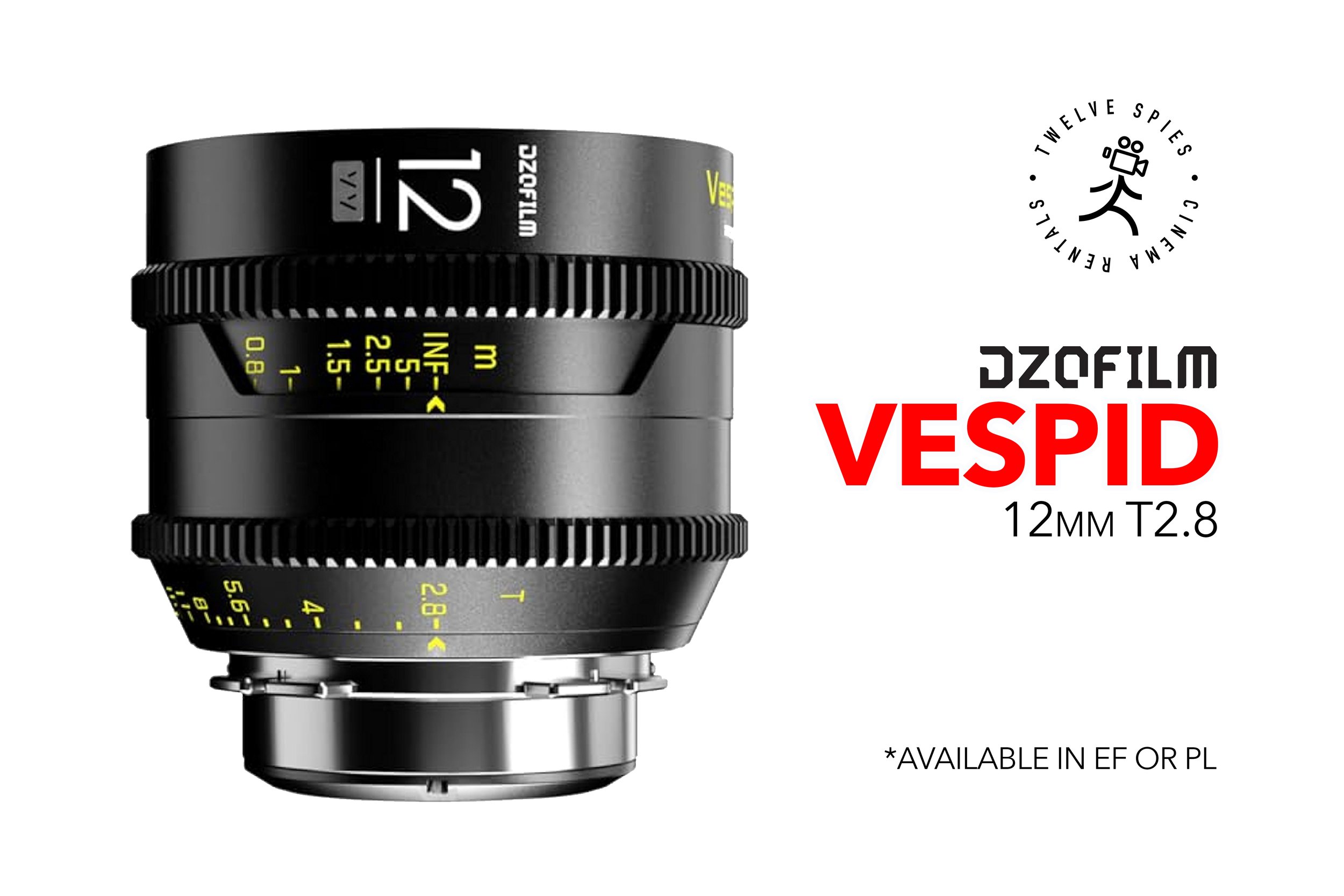 vespid 12 copy.jpg