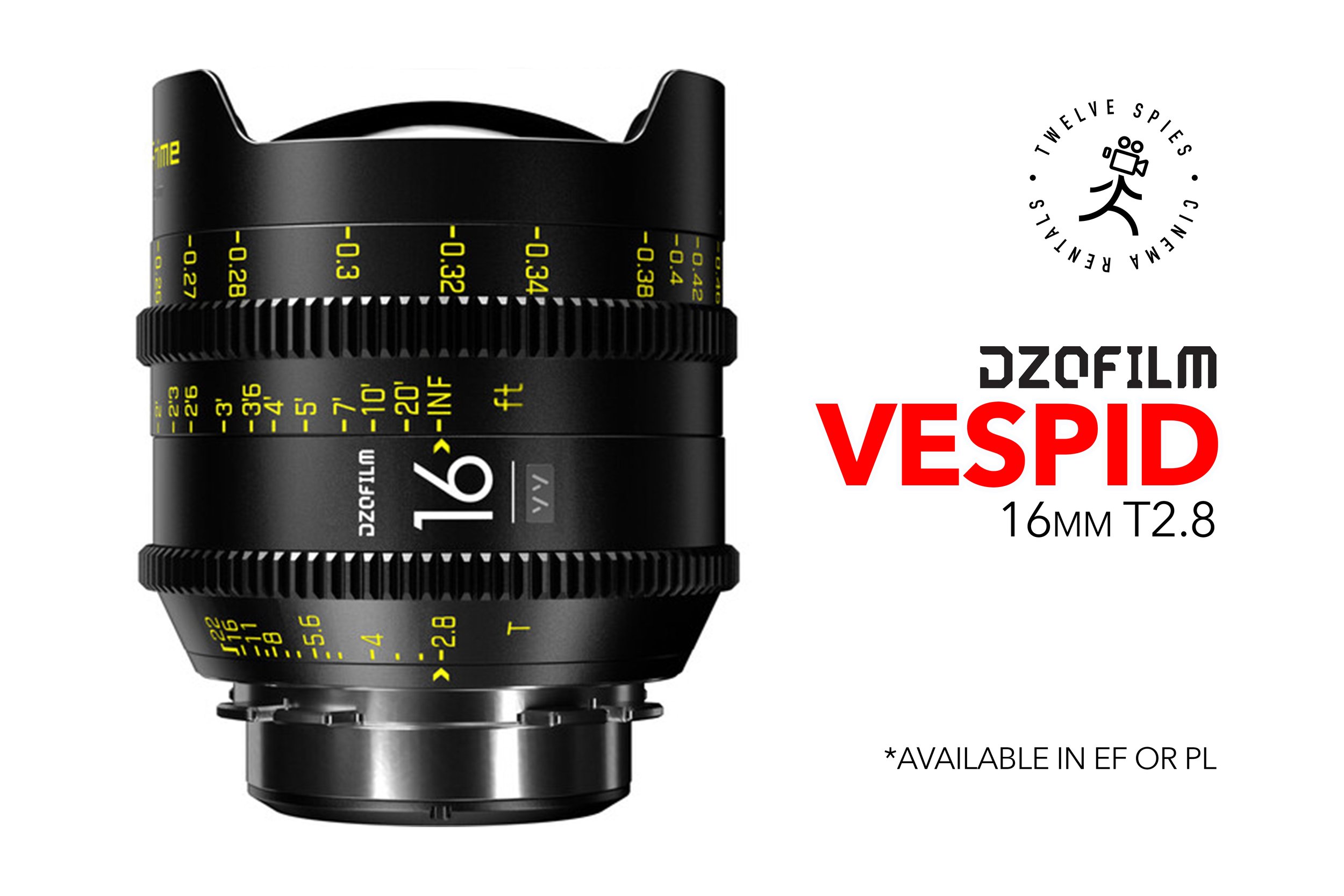 vespid 16 copy.jpg