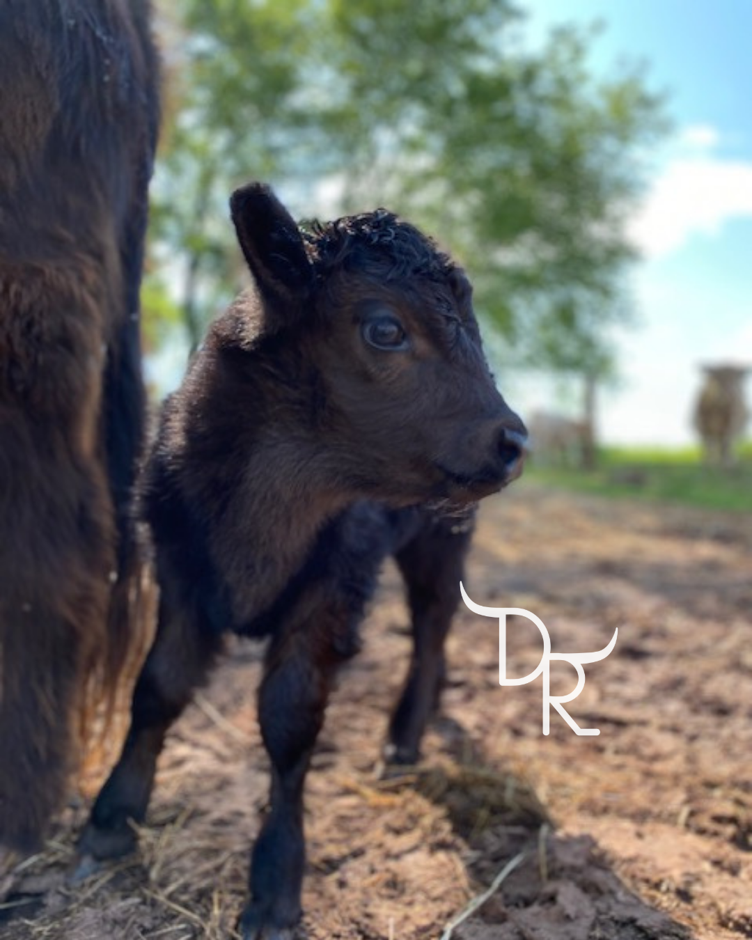 Mini Cattle — Deer Run Hay Co. & Cattle