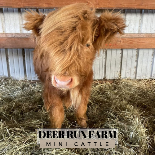 Mini Cattle — Deer Run Hay Co. & Cattle