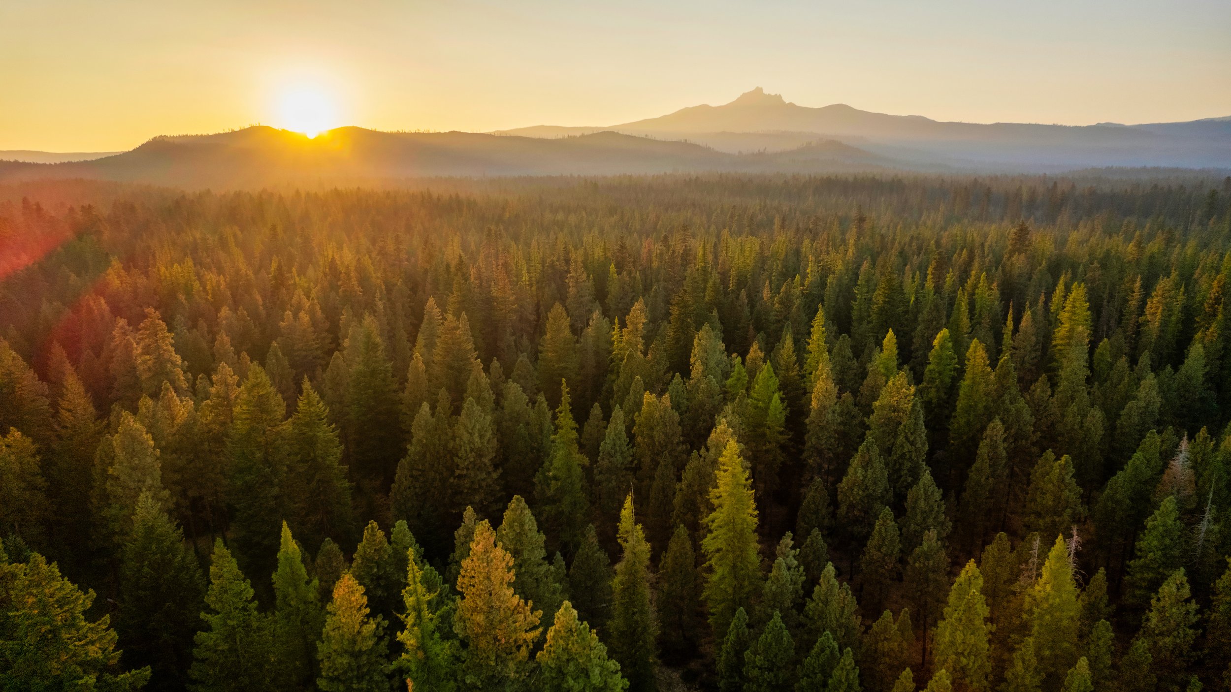 Sunrise over a beautiful forest