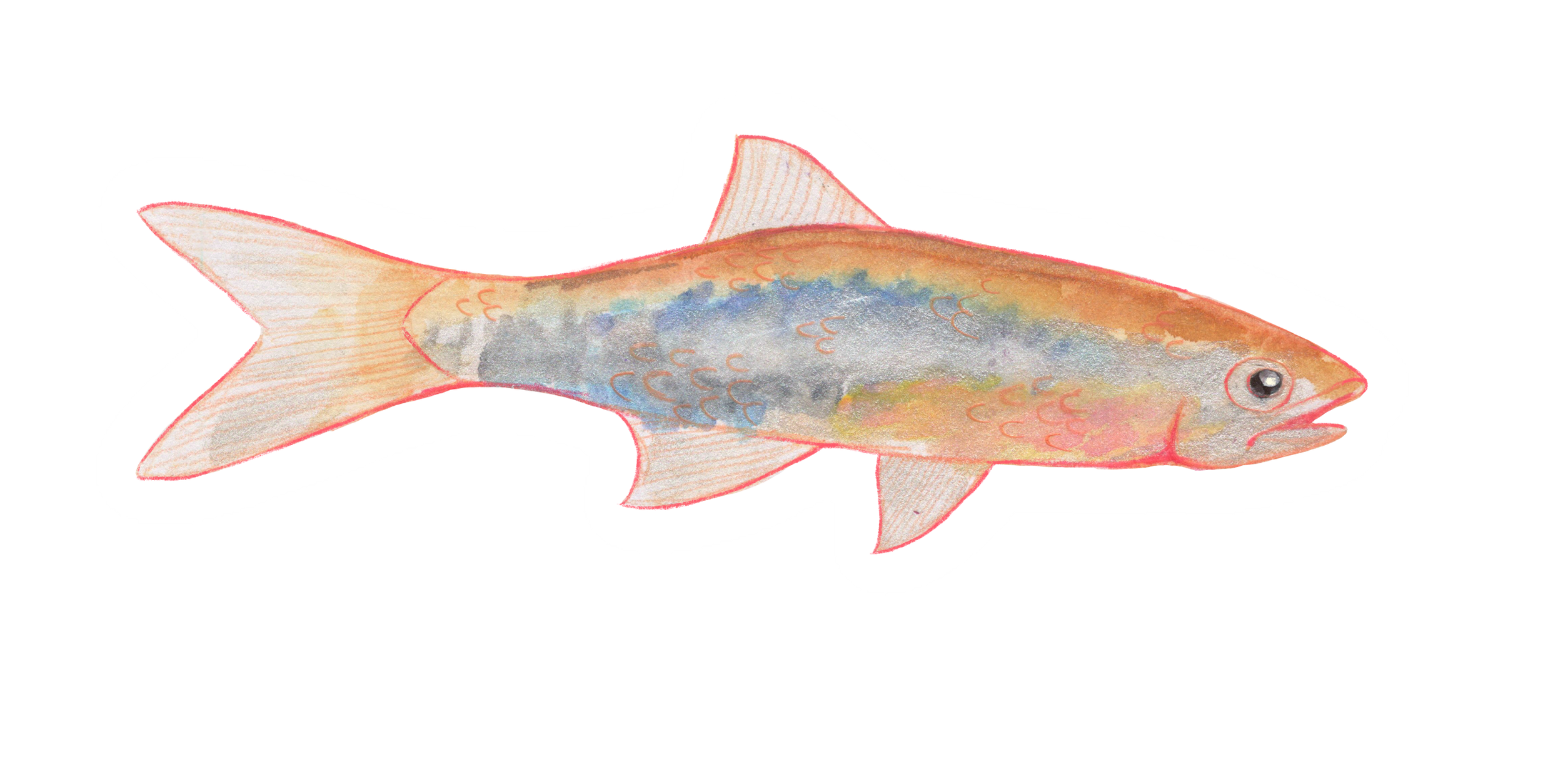 Orange Fish Sticker
