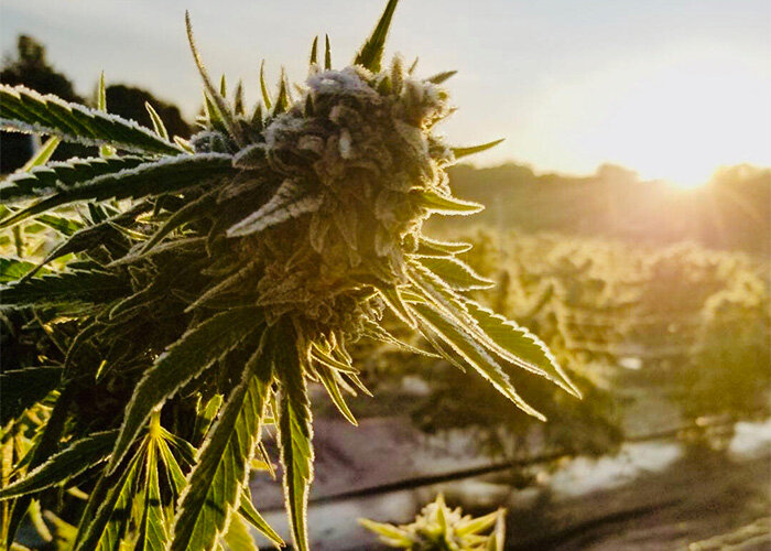 WeedMD Provides Corporate Update and Schedules Q3 2019 Earnings Call for November 29th