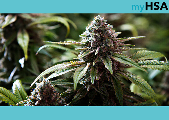 WeedMD Subsidiary Starseed Medicinal Signs Innovative Benefits Provider myHSA to Medical Cannabis Program