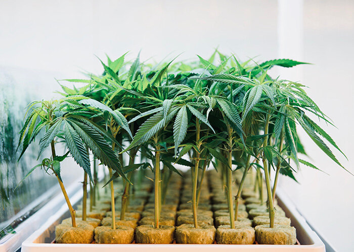 WeedMD Subsidiary Starseed Medicinal Signs the International Union of Painters and Allied Trades to Medical Cannabis Program