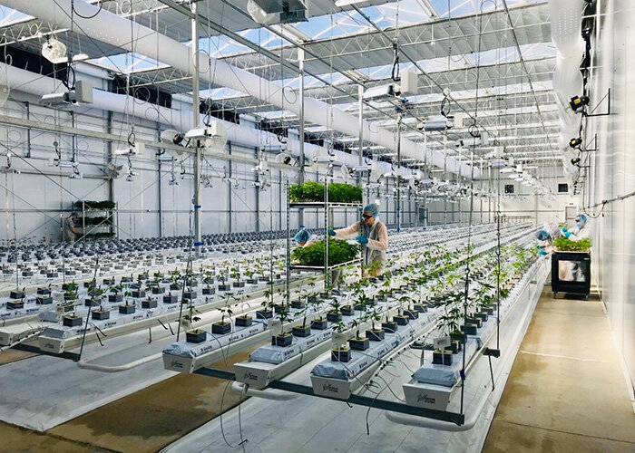 WeedMD Announces Investor Conference Presentations in September