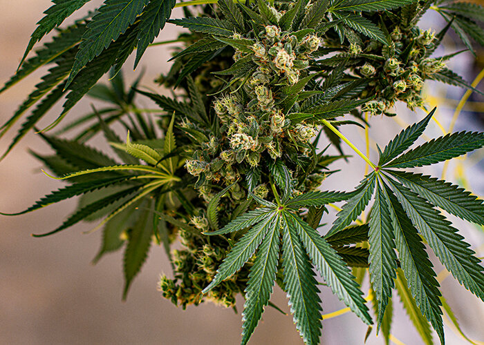 WeedMD Schedules Third Quarter 2020 Conference Call for December 1st, 2020