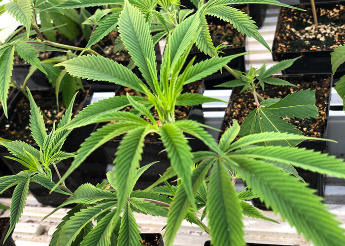 WeedMD Announces CEO Leadership Transition and New Board Appointment