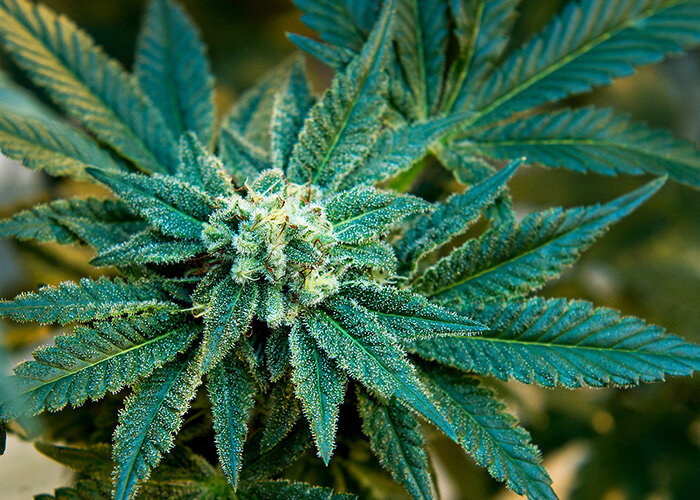 WeedMD Announces Closing of $17.25 Million Bought Deal Offering