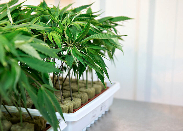 WeedMD Announces Supplemental Listing of Warrants