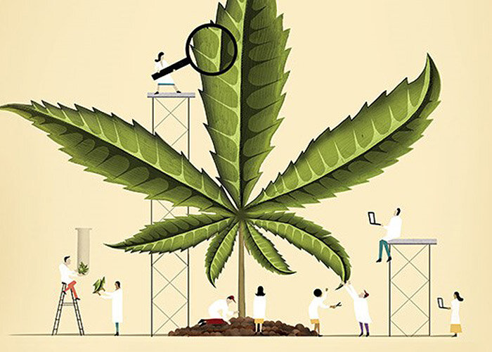Israel Leads the Way in R&D in the Cannabis Sector and WeedMD Partners with Technion