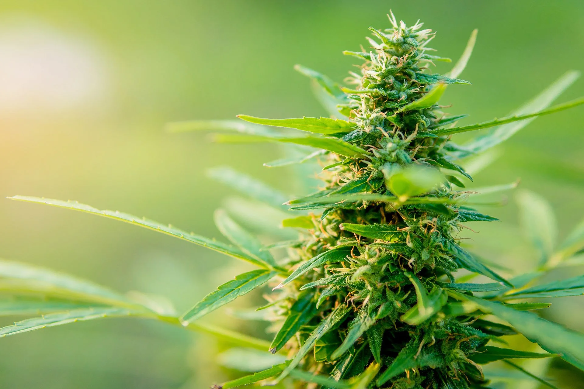 Outdoor cultivation: Three cannabis CEOs on what they learned after the first harvest