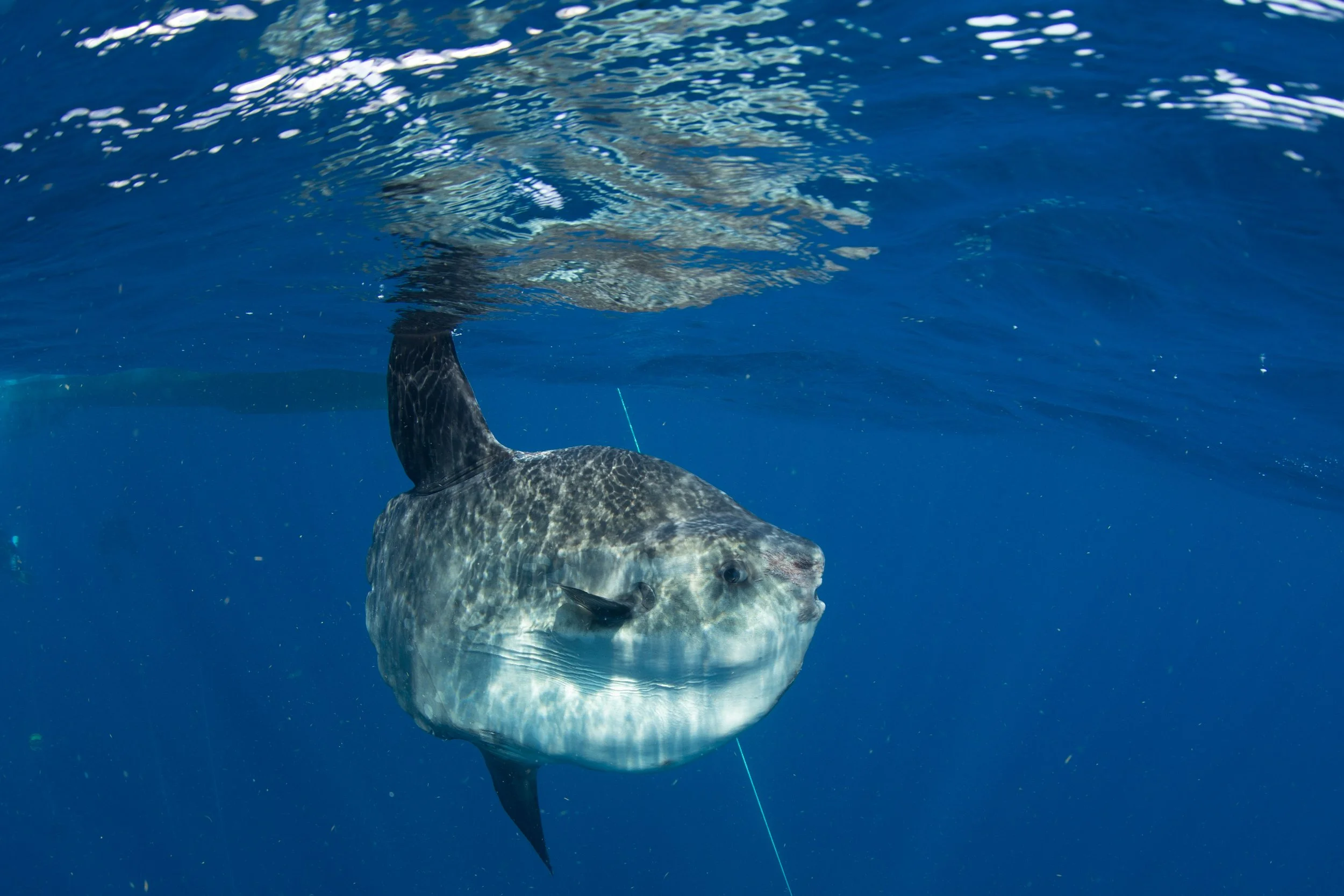 An Ocean Sunfish visits