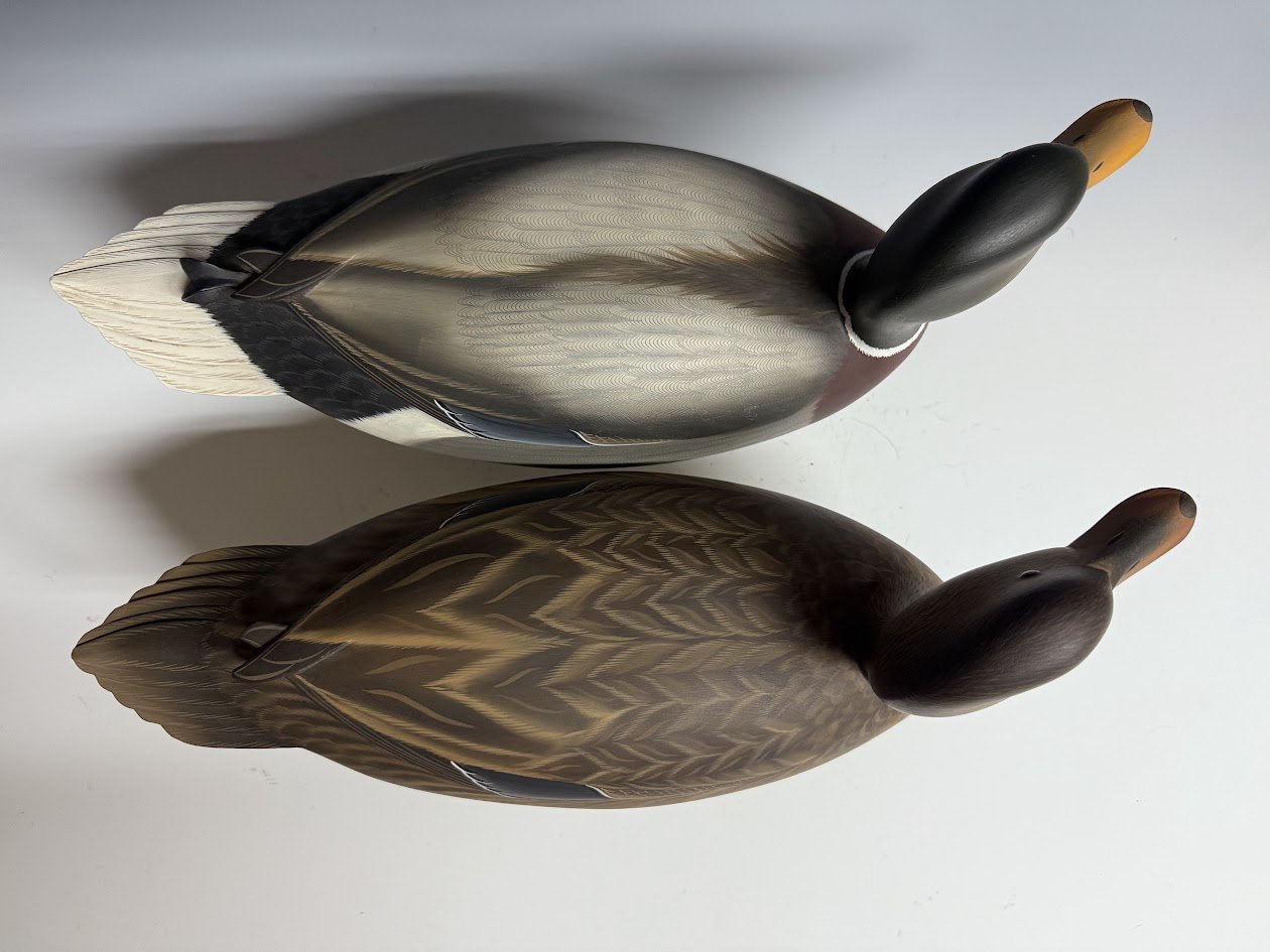 7_7_25_StrunkMallards3.jpg