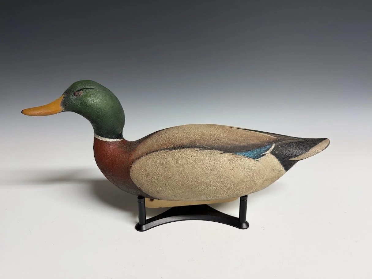 8_28_26_RDMallard1.jpg