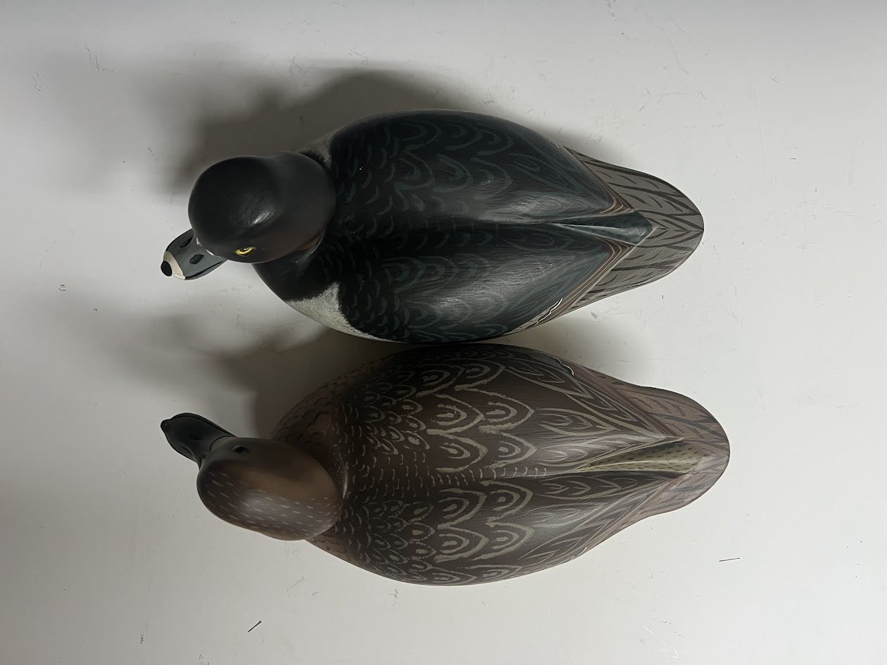 8_6_24_RuppelRingneck3.jpg