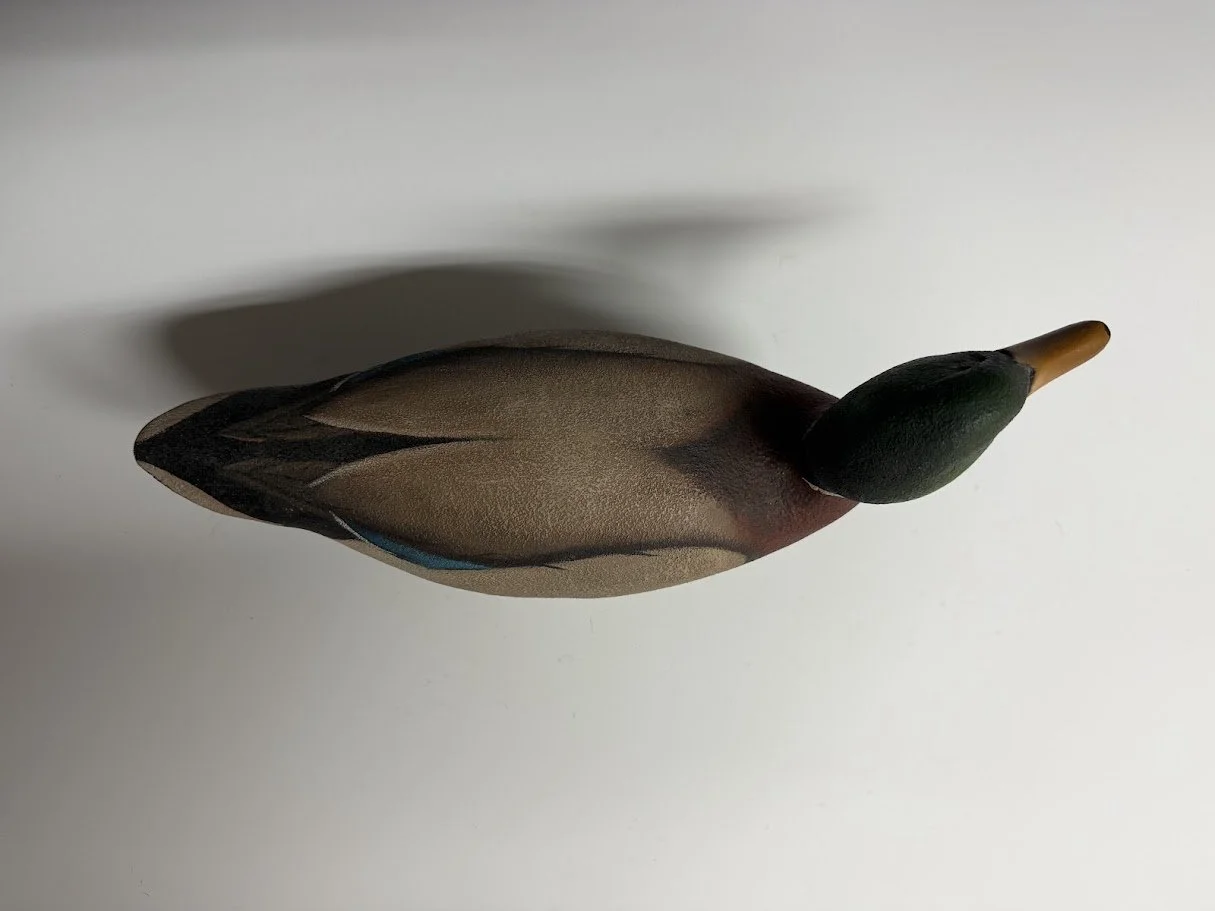 8_28_26_RDMallard3.jpg
