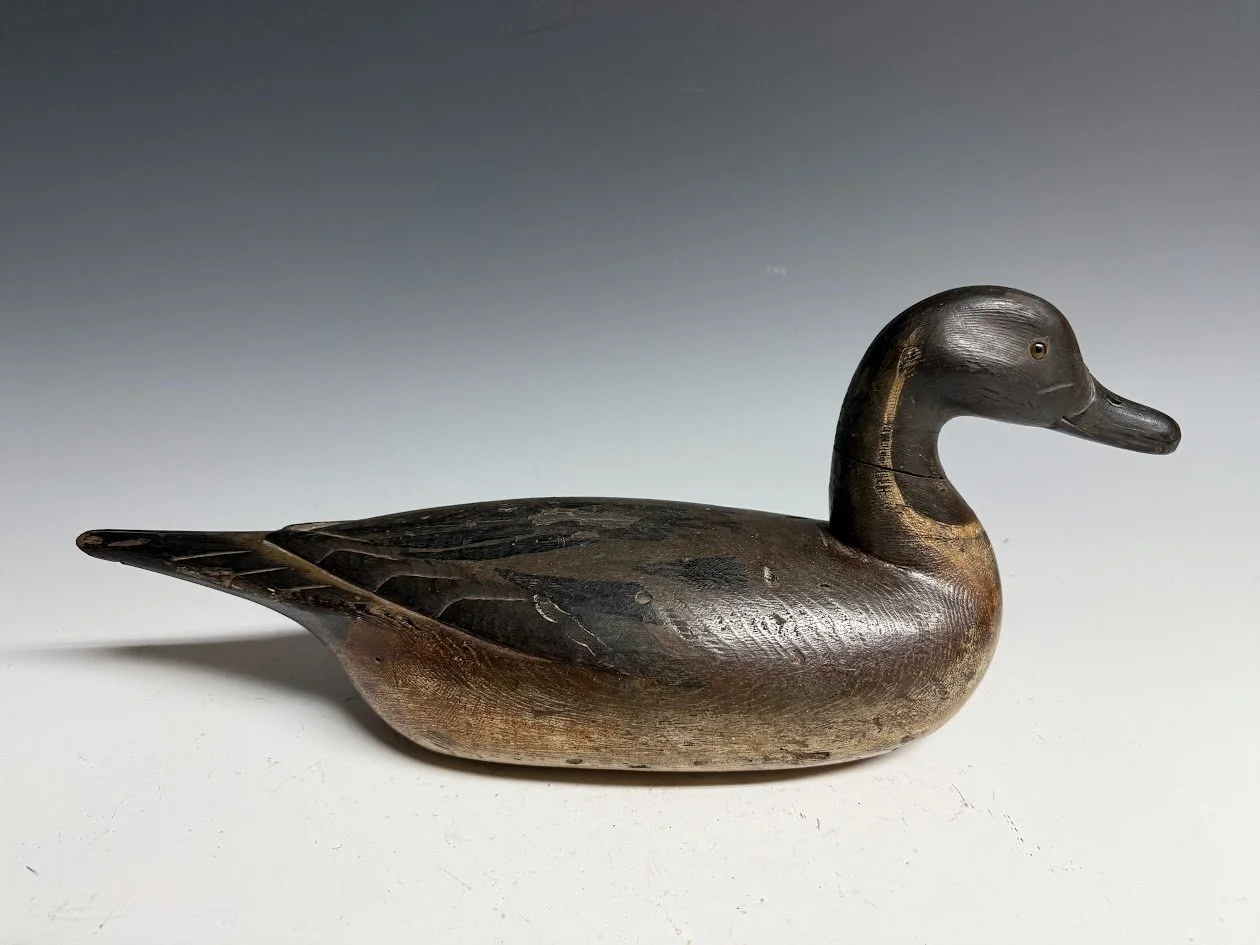 11_30_25_FADPintail1.jpg