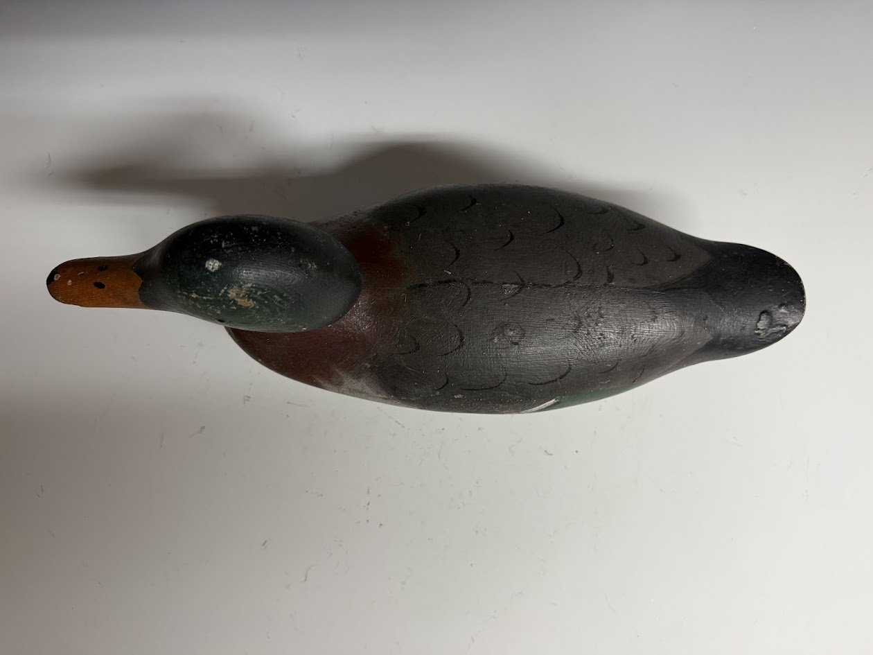 5_15_26_MallardDrake3.jpg