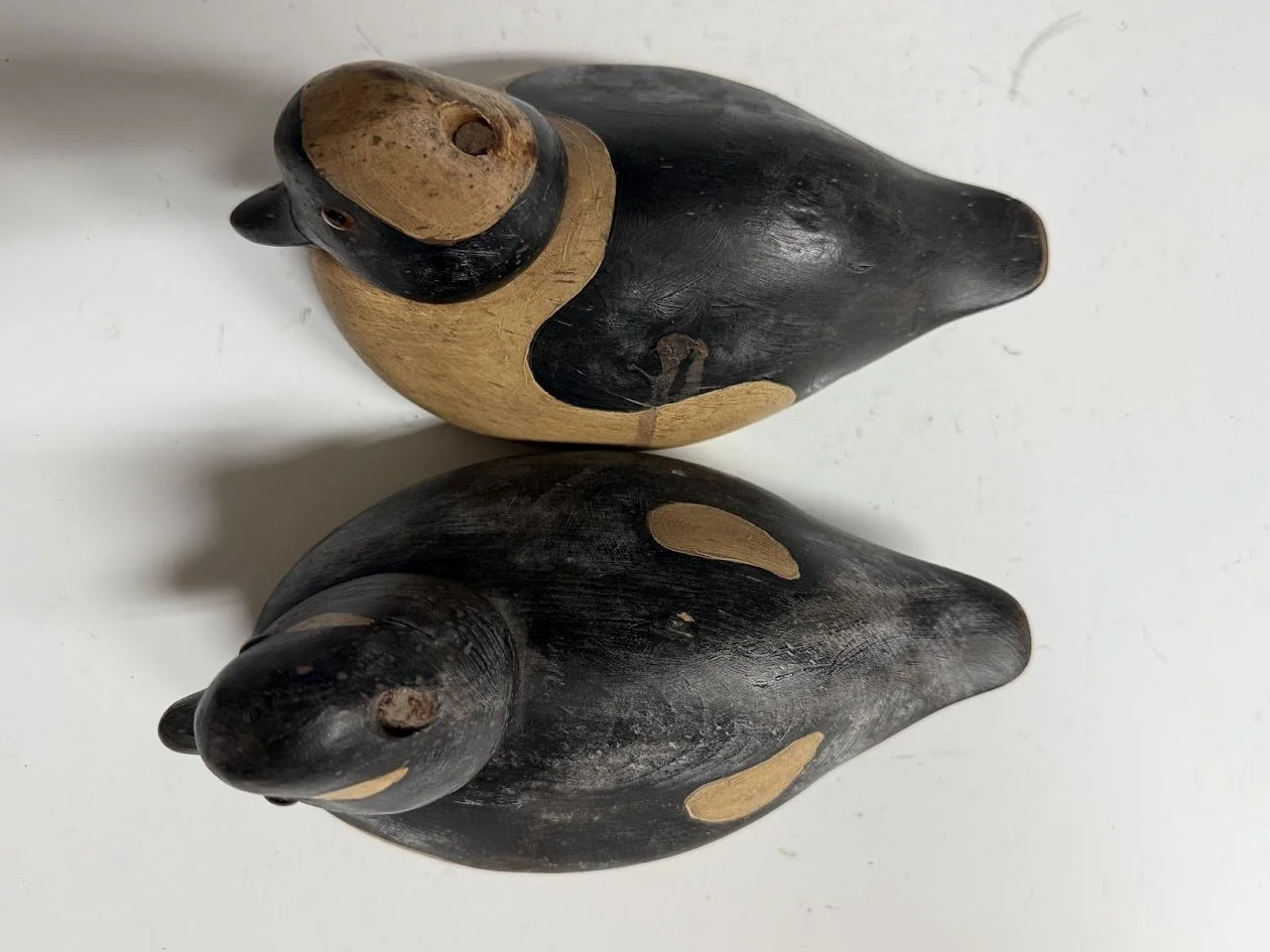 6_29_26_GerraroBuffleheadPair3.jpg