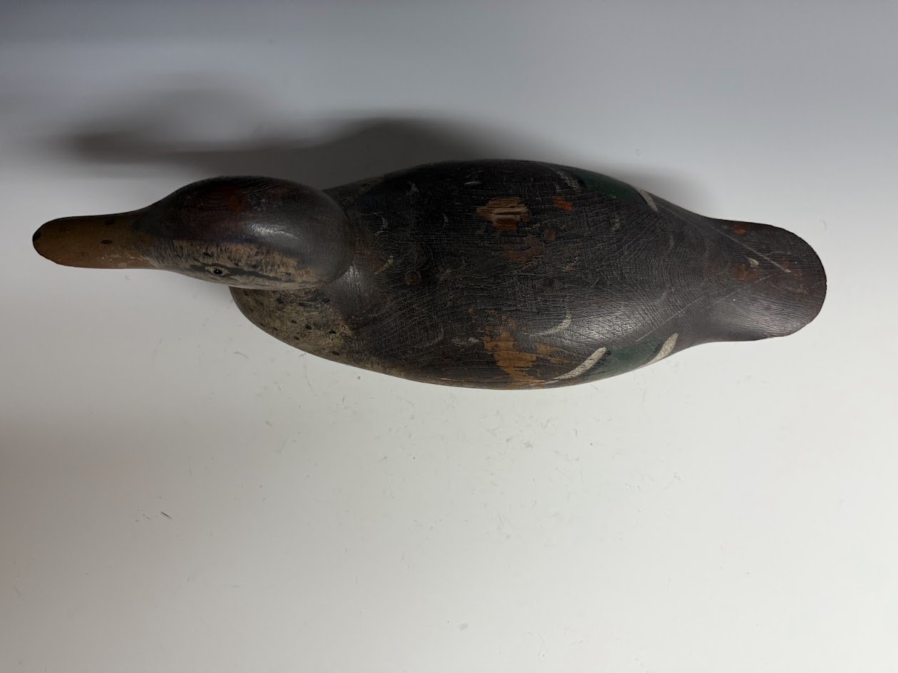 4_20_25_MasonMallard3.jpg
