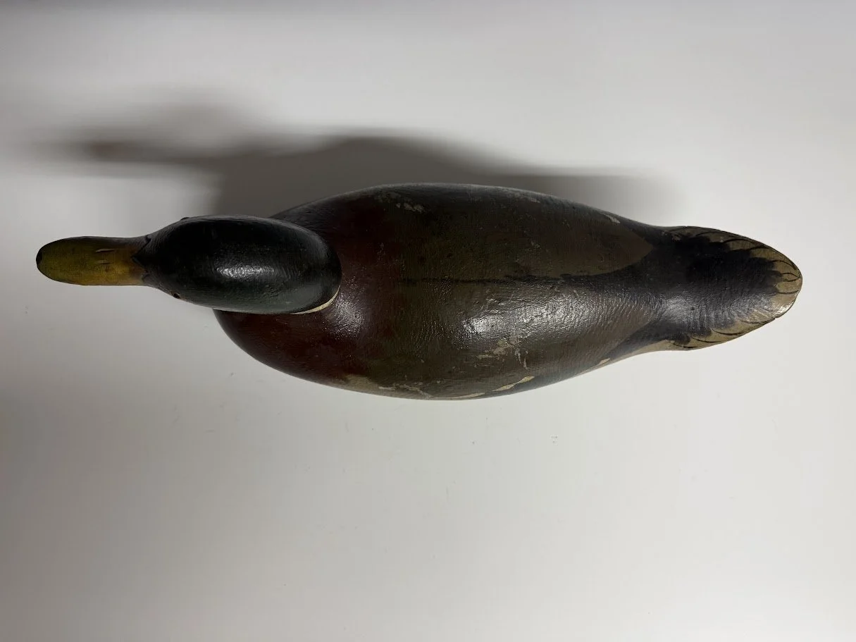 9_6_26_MasonMallard3.jpg