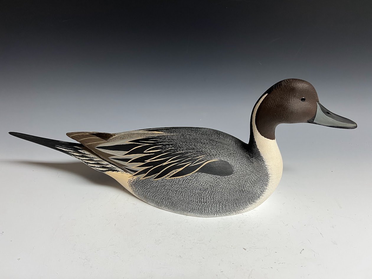 9_19_24_PuggyPintail1.jpg
