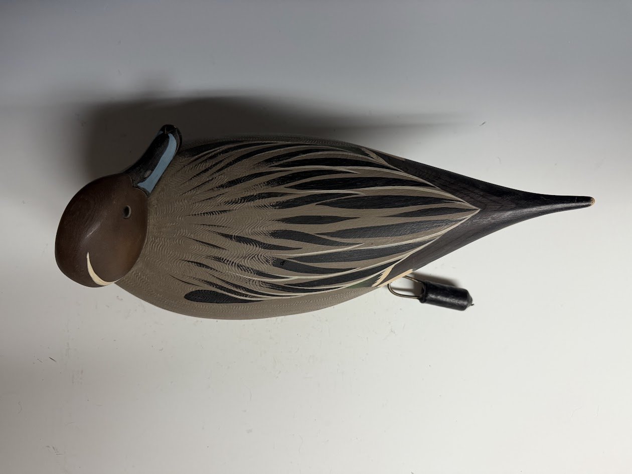 7_9_25_CapriolaPintailDrake3.jpg