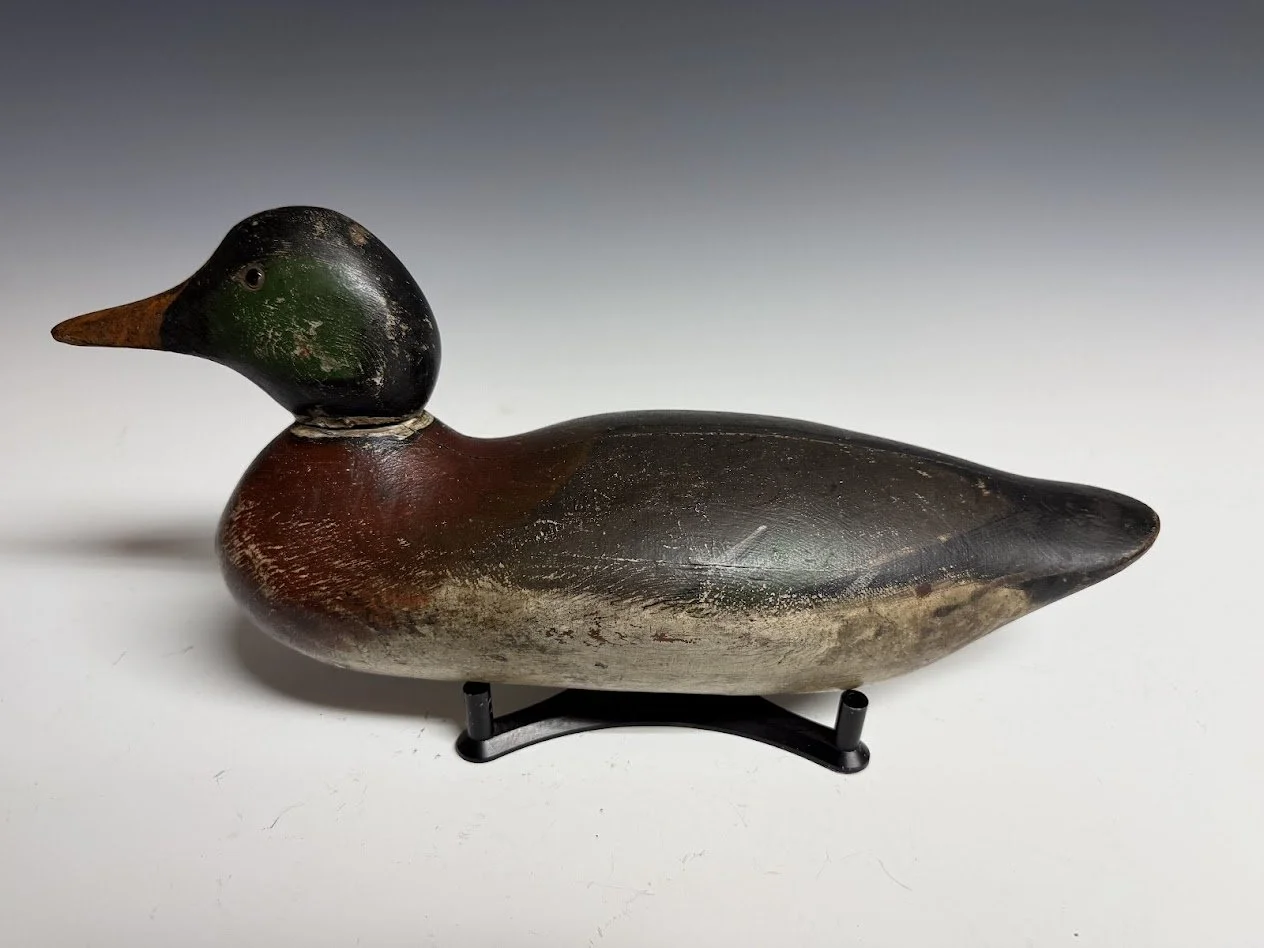 6_8_26_MasonMallard2.jpg