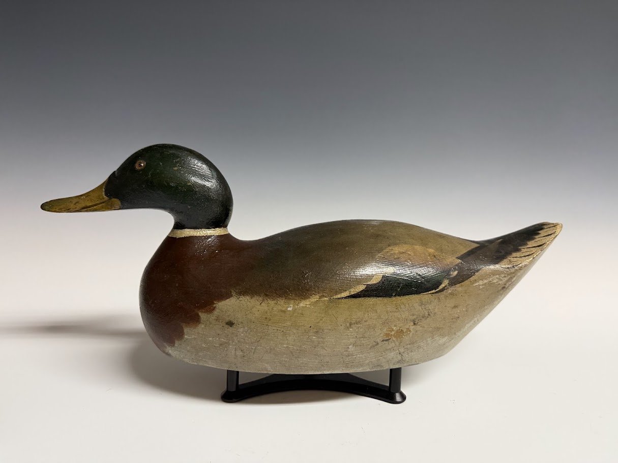 8_25_26_MasonPrMallard2.jpg